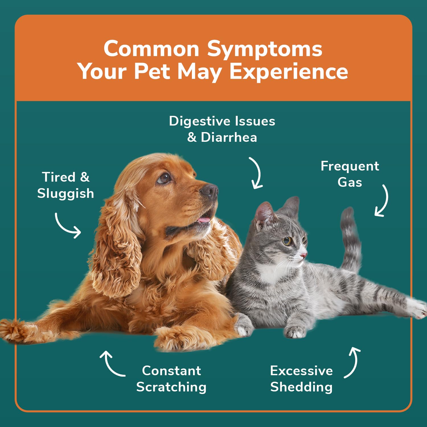 TotalVet Dog Allergy +1000 Food & Nutritional Sensitivity Test, Pet Intolerance Kit at Home — Advanced Complement to DNA Tests for Complete Pet Wellness TotalVet uk supplements