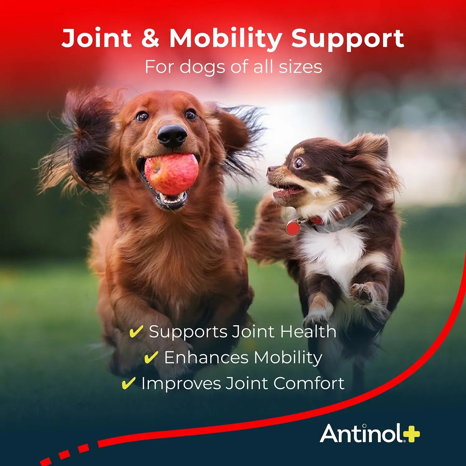 Antinol Plus, Mobility, Hip, and Joint Supplement for Dogs, Green-Lipped Mussels and Krill Oil - Dog Joint Supplement, Better and Faster Than Glucosamine and Chondroitin, 120 Soft Gels Antinol uk supplements