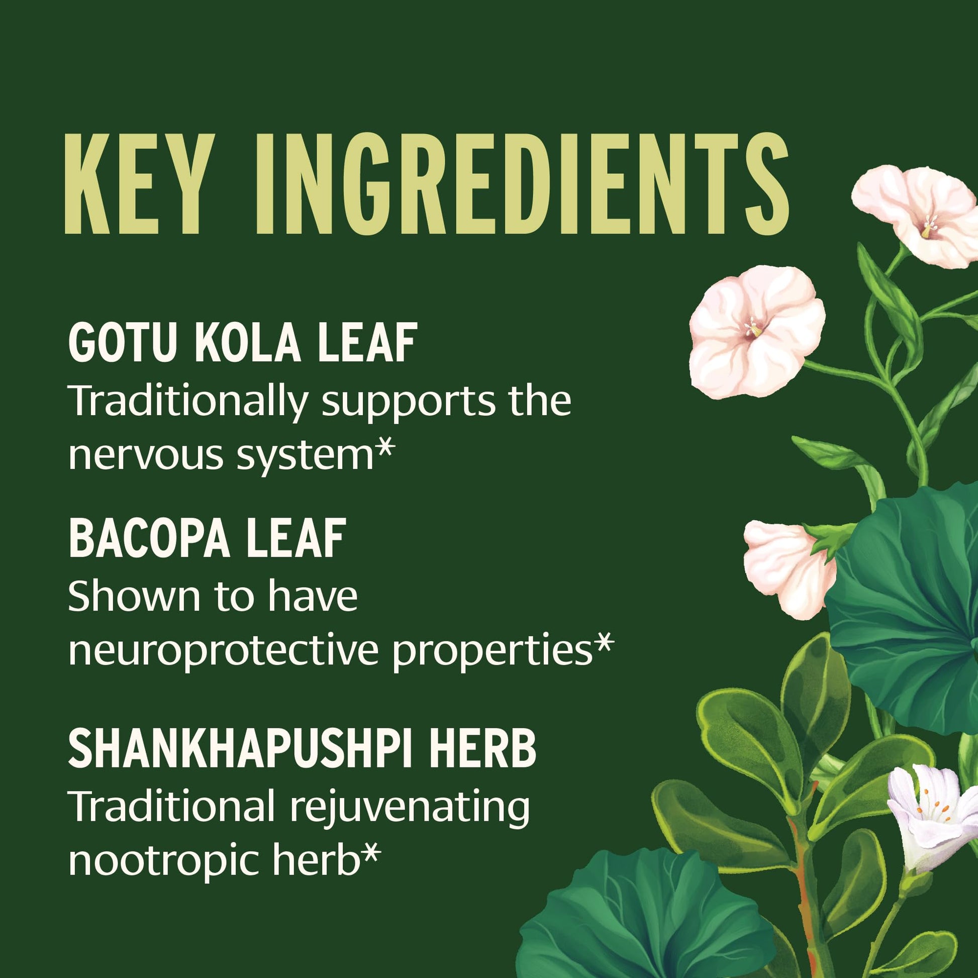 Banyan Botanicals Focus Liquid Extract – Organic Focus Supplement – Liquid Extract in Non-Alcoholic Glycerin – Nootropic Herbs for Fast-Acting Support* – 1 oz. – Non-GMO Sustainably Sourced Vegan Banyan Botanicals uk supplements