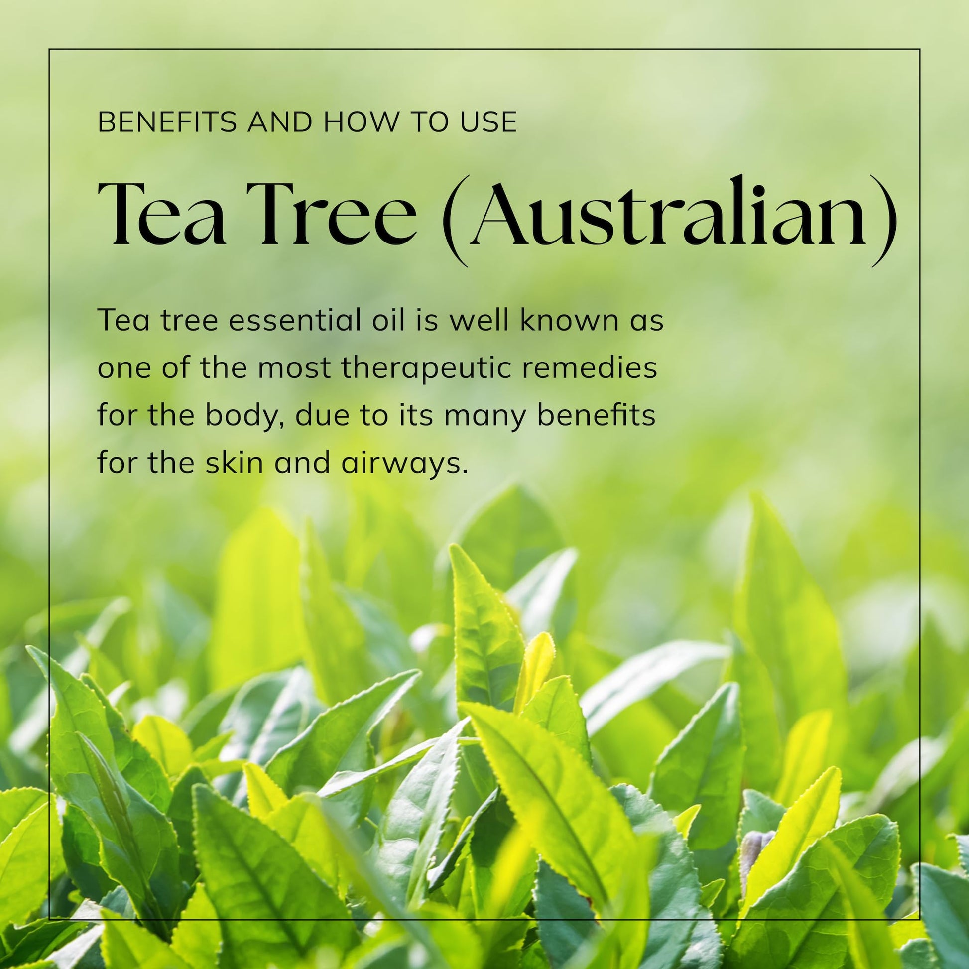 Nikura Pure Australian Tea Tree Essential Oil for Skin, Nail Fungus, Face, Hair, Acne nikura uk supplements