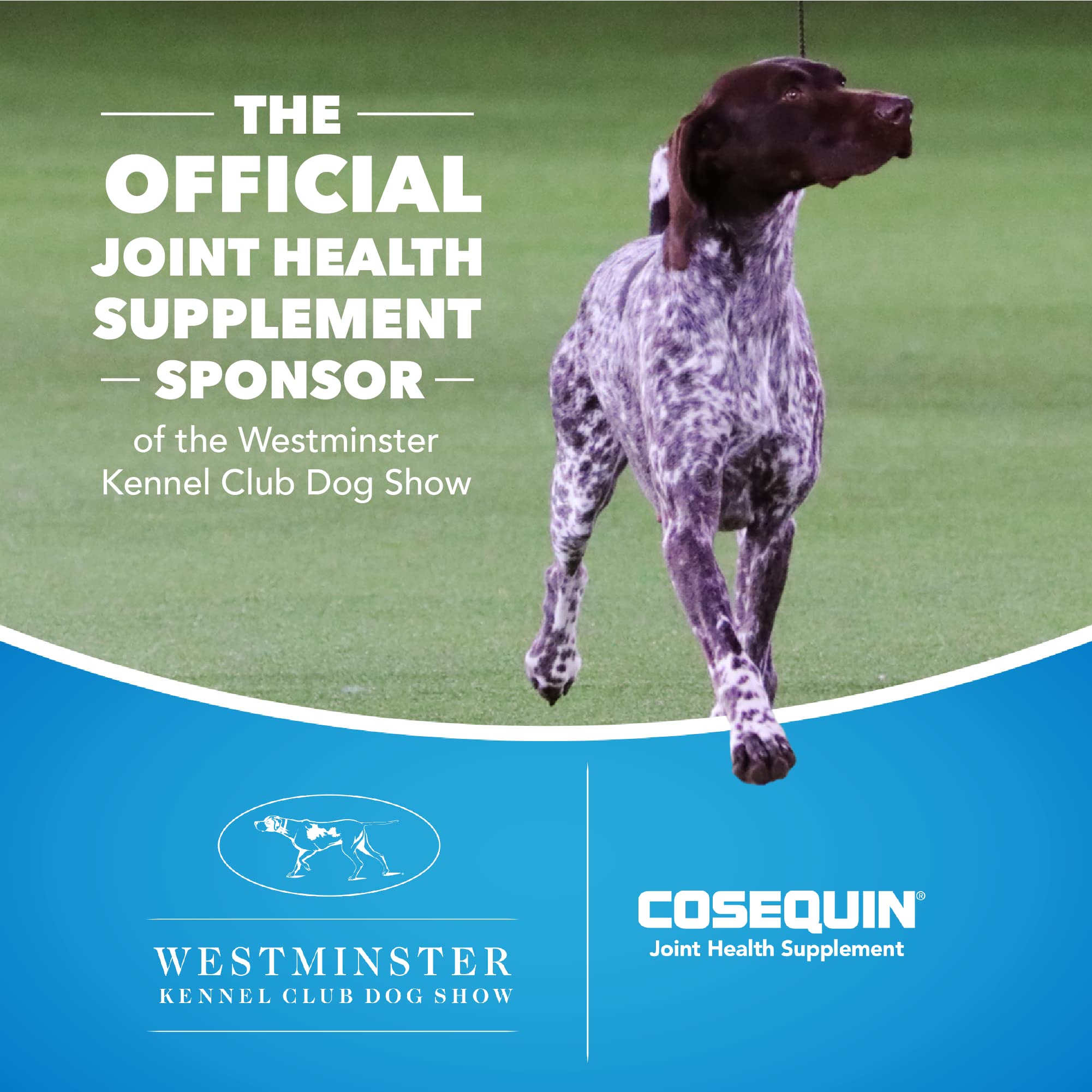 Nutramax Laboratories Cosequin Maximum Strength Joint Health Supplement for Dogs Nutramax Laboratories uk supplements