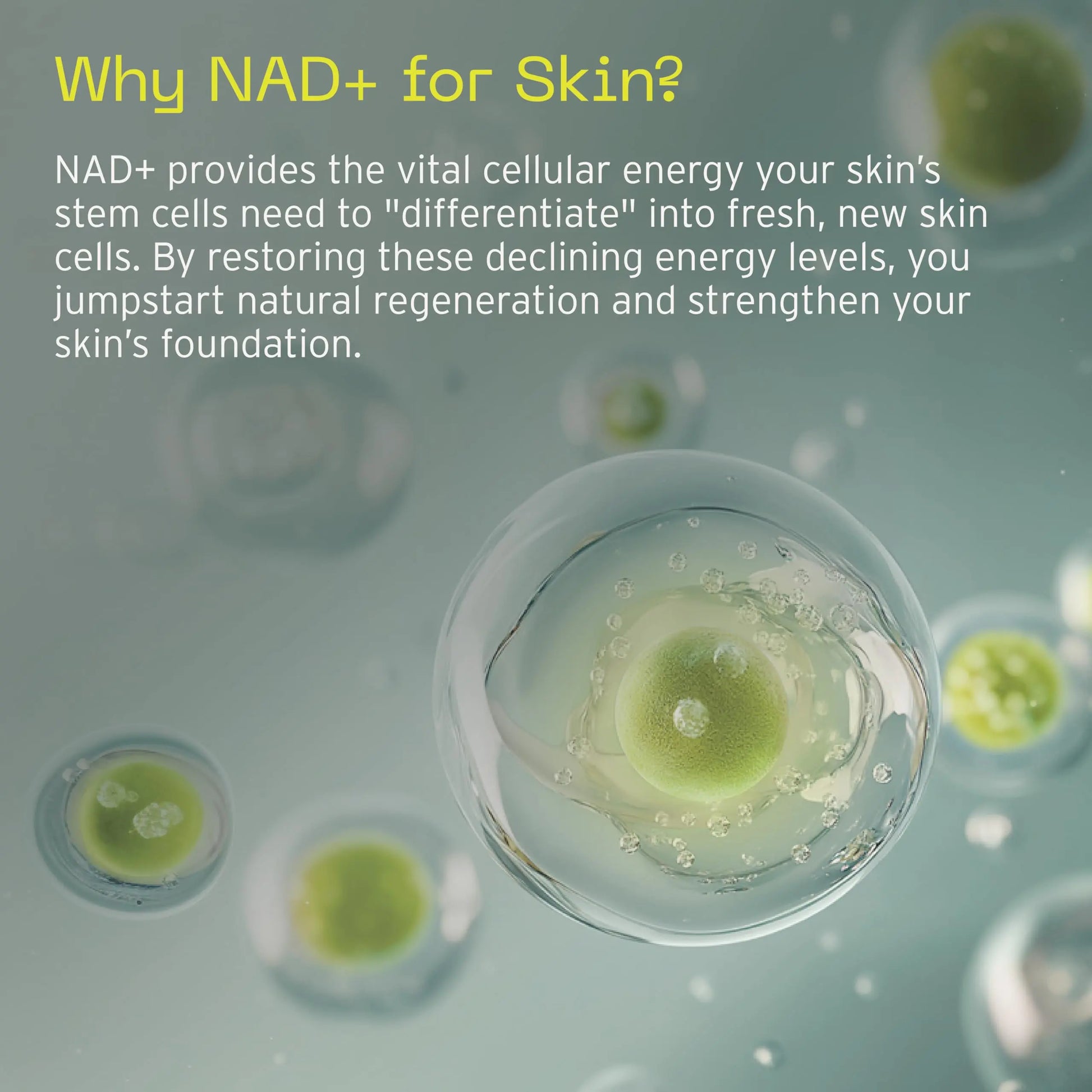 Aramore NAD+ Cell Energizing Skin Care Treatment with Proprietary NAD+ Precursor Complex, Clinically Proven to Target 12 Signs of Aging - 15ml Aramore uk supplements