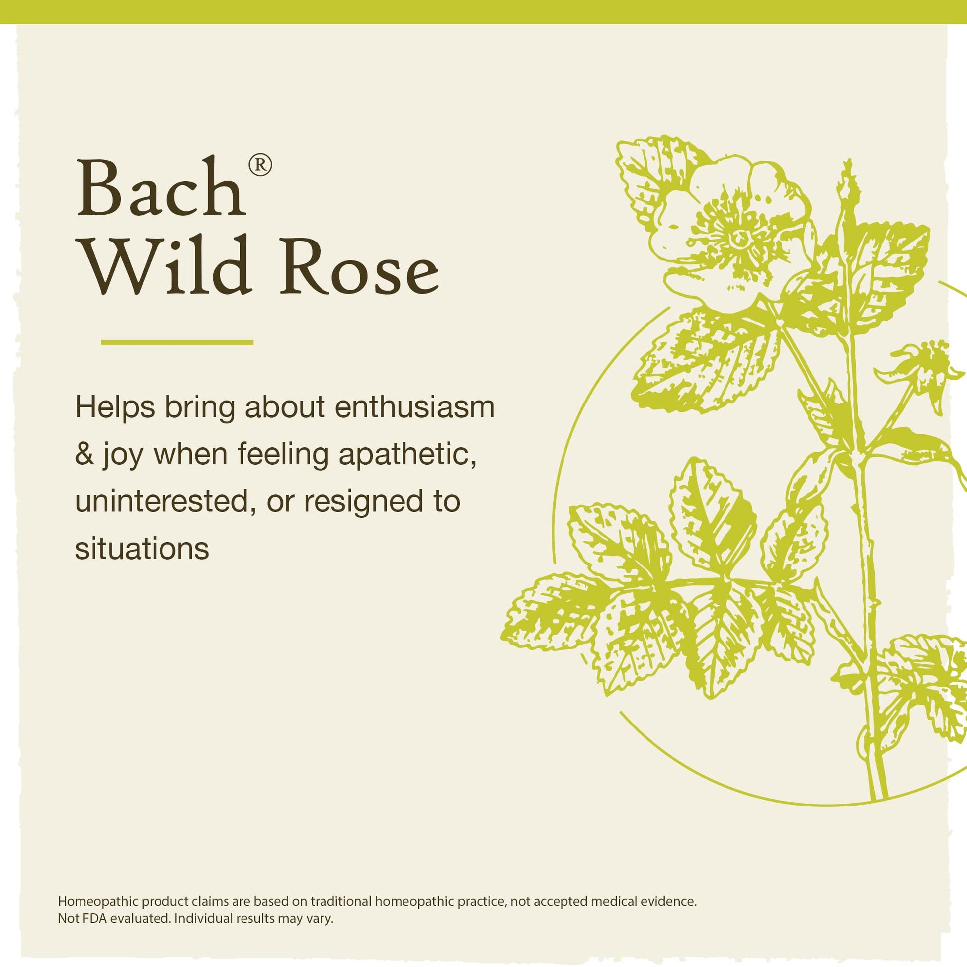Bach Original Flower Remedies, Wild Rose for Enthusiasm (Non-Alcohol Formula), Natural Homeopathic Bach uk supplements
