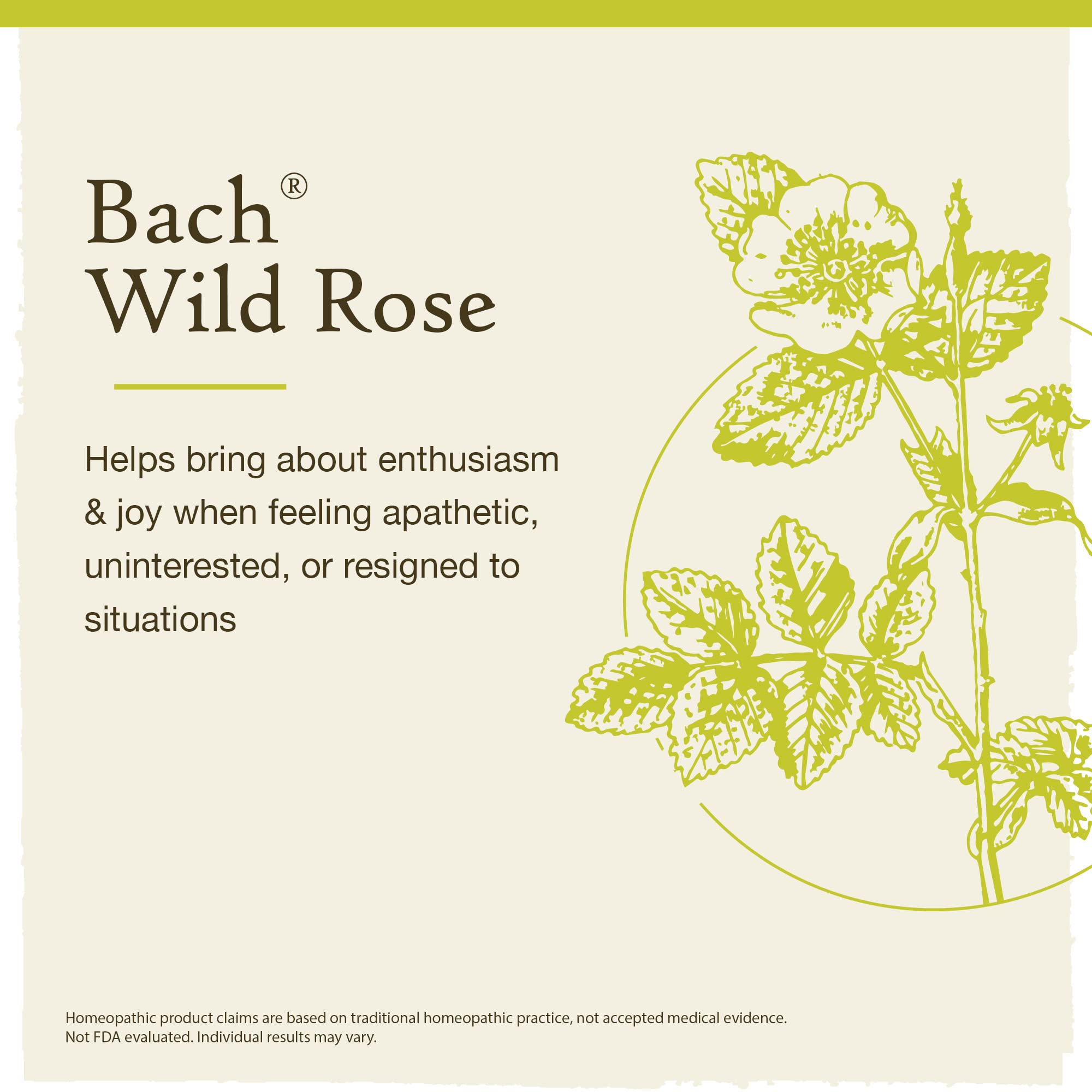 Bach Original Flower Remedies, Wild Rose for Enthusiasm (Non-Alcohol Formula), Natural Homeopathic Bach uk supplements
