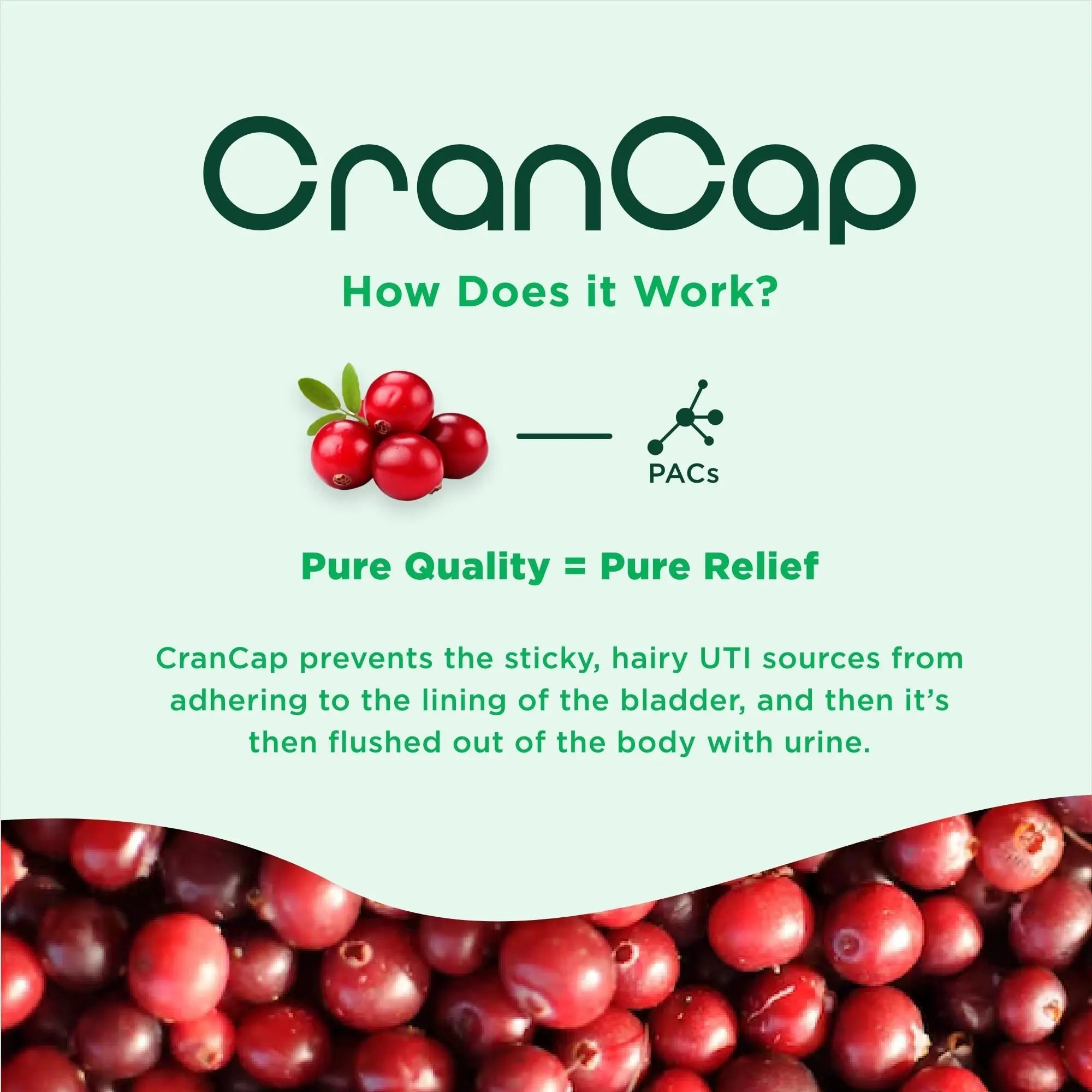 CranCap - Cranberry Pills - Urinary Tract Health Cranberry Supplement - 36mg of Potent PACs - Non GMO, Vegan, Gluten Free - by Heale - 30 Capsules CranCap uk supplements