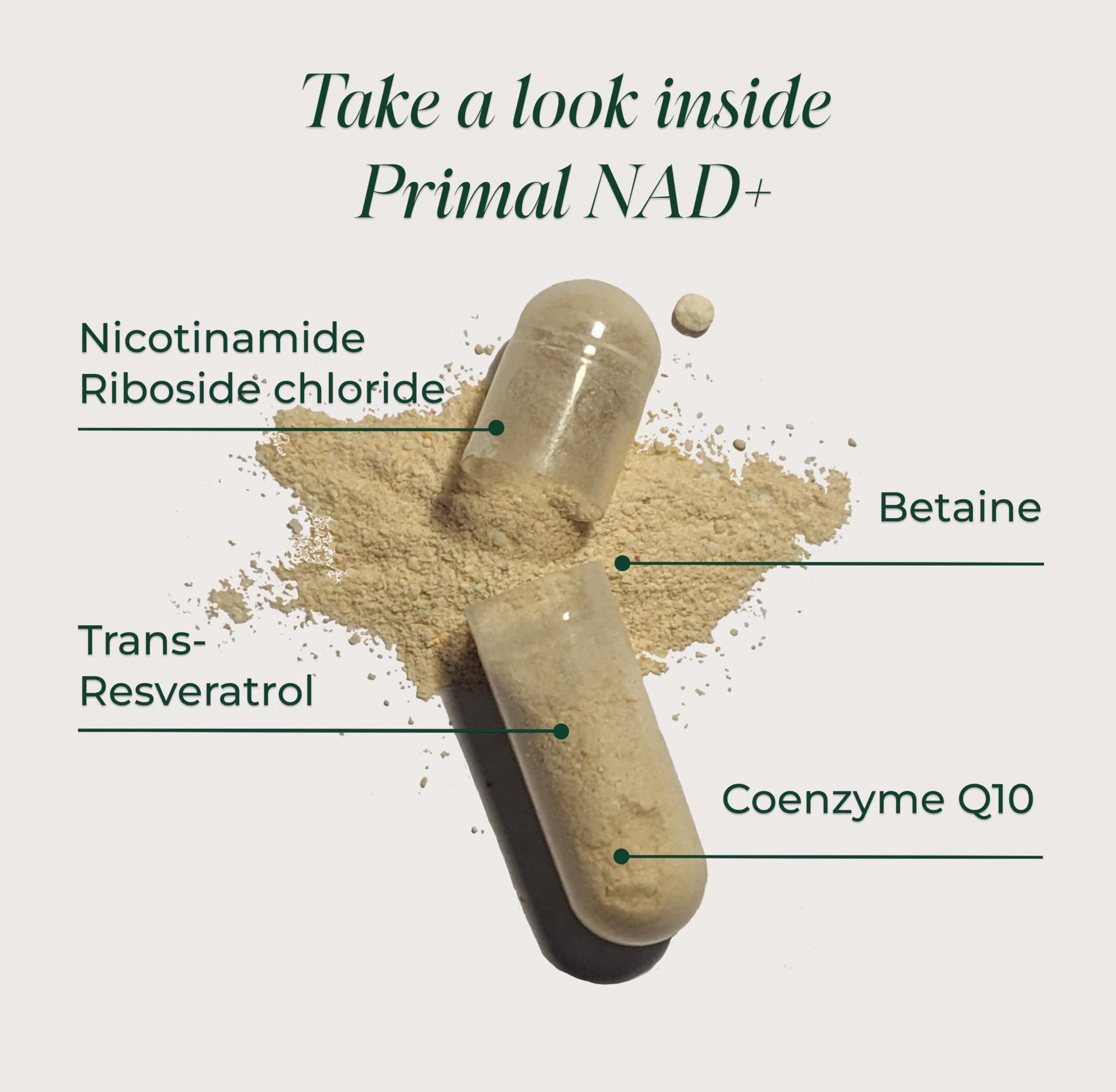 Primal Harvest NAD+ Supplement: Nicotinamide Riboside, Trans-Resveratrol, Betaine, CoQ10, NAD Supplements for Cellular Health, Energy, and Mitochondrial Support Primal Harvest uk supplements