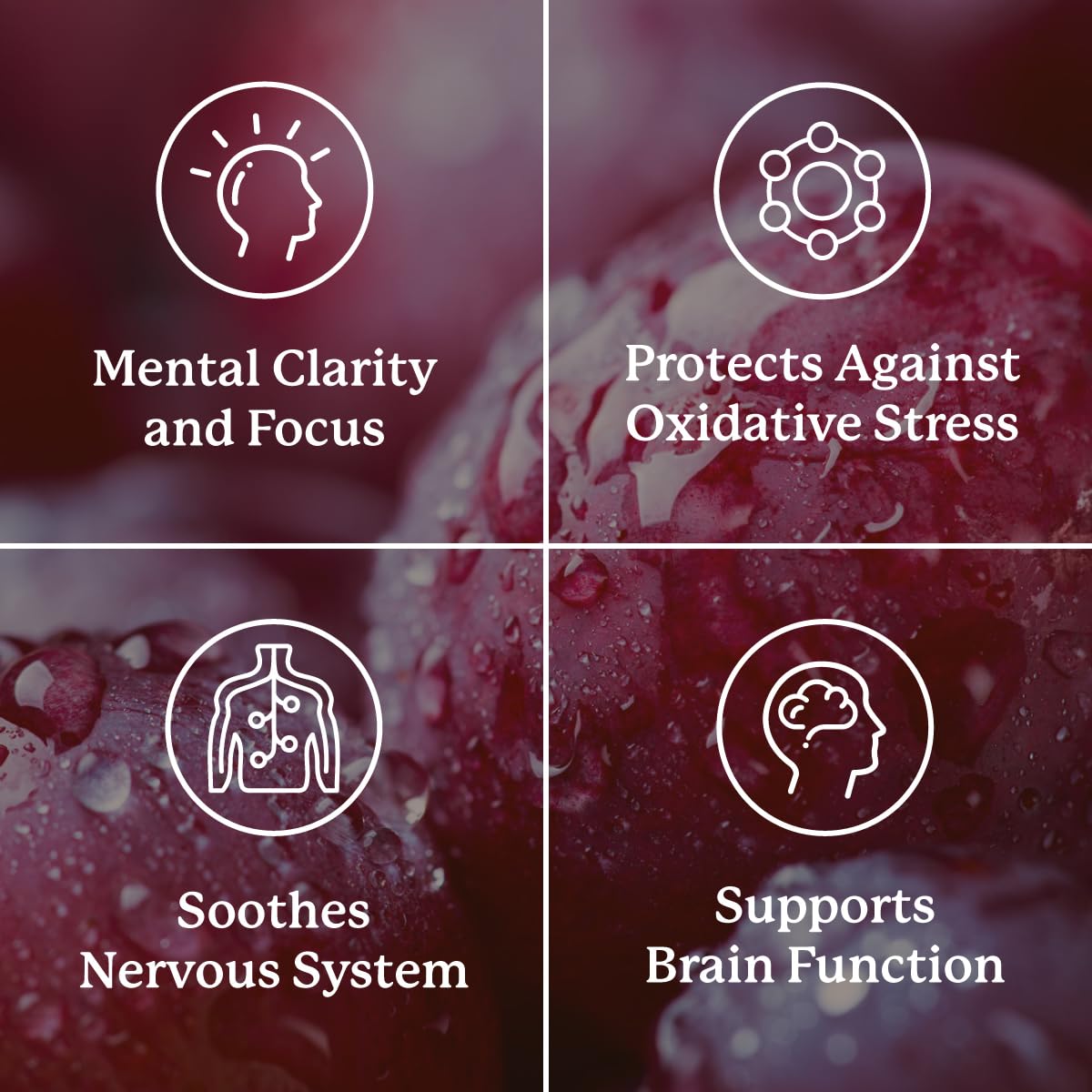 Nature's Sunshine Focus Attention, 90 Capsules, Provides Nutrients That Help Maintain Normal Brain-Stimulation Levels While Supporting Blood Circulation and Neurotransmitter Levels in The Brain Nature's Sunshine uk supplements
