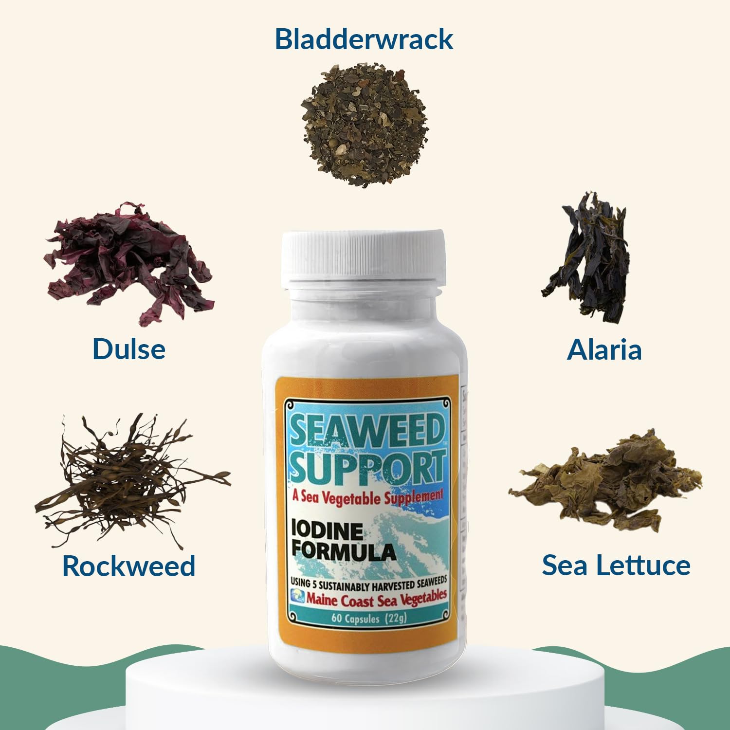 Maine Coast Sea Vegetables Seaweed Support Iodine Formula | Source of Iodine from Seaweed | Daily Use Iodine Supplement | Organic Alaria, Rockweed, Sea Lettuce, Dulse & Bladderwrack blend | 60 Capsule Maine Coast Sea Vegetables uk supplements