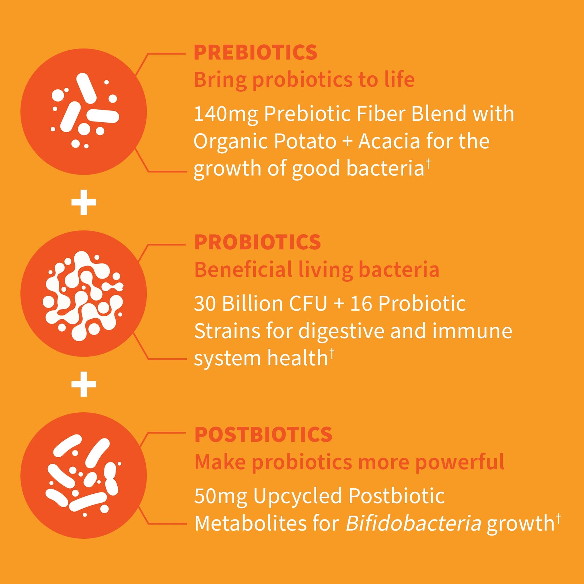 Garden of Life Dr Formulated Probiotics 30 Billion CFU Pre + Pro + Postbiotics for Men and Women Digestive and Immune Support, Potato, Acacia, Postbiotic Metabolites, 30 Mini Vegetarian Capsules Garden of Life uk supplements