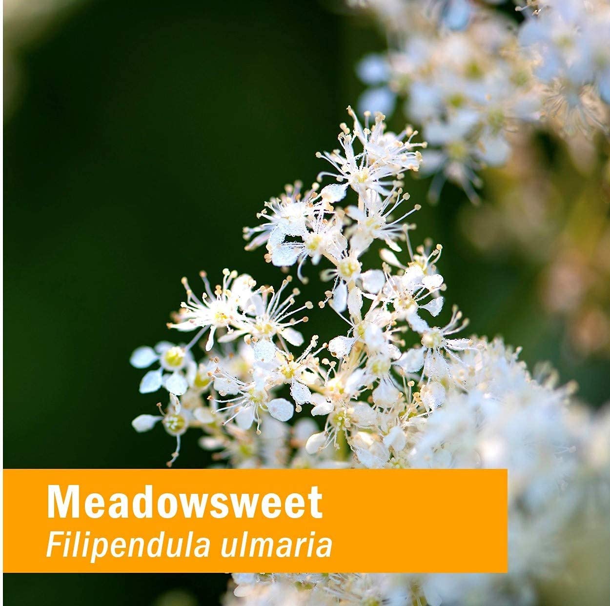 Herb Pharm Certified Organic Meadowsweet Liquid Extract for Minor Pain - 1 Ounce (DMEAD01) Herb Pharm uk supplements