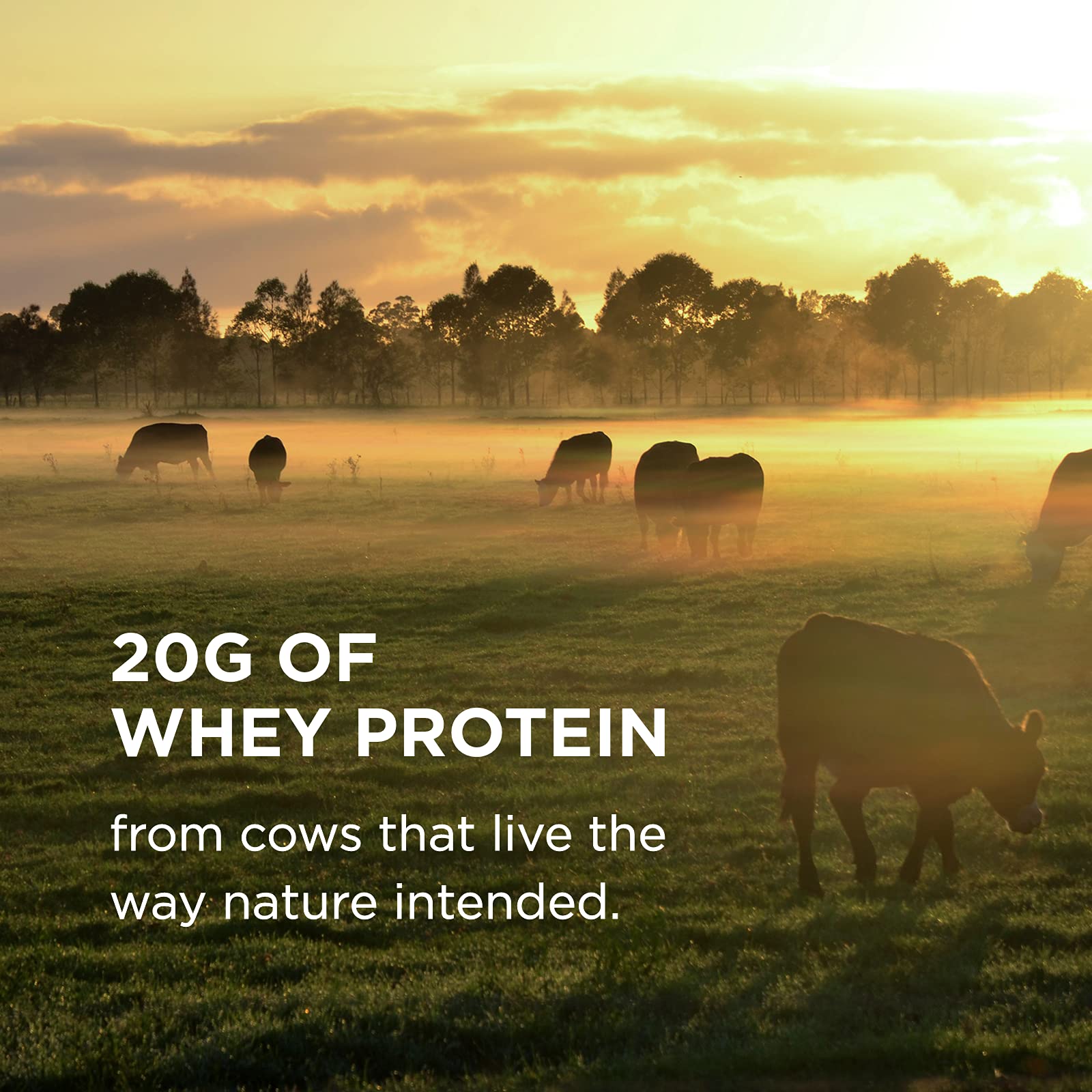 Solgar Whey To Go Natural Vanilla Flavour Protein Powder 340 g - Grass-Fed Whey from New Zealand Cows SOLGAR uk supplements