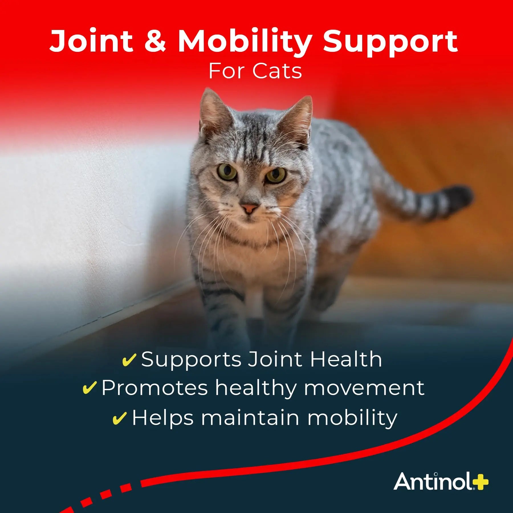Antinol Plus, Mobility, Hip, and Joint Supplement for Cats, Green-Lipped Mussels and Krill Oil - Cat Joint Supplement, 60 Soft Gels Antinol uk supplements