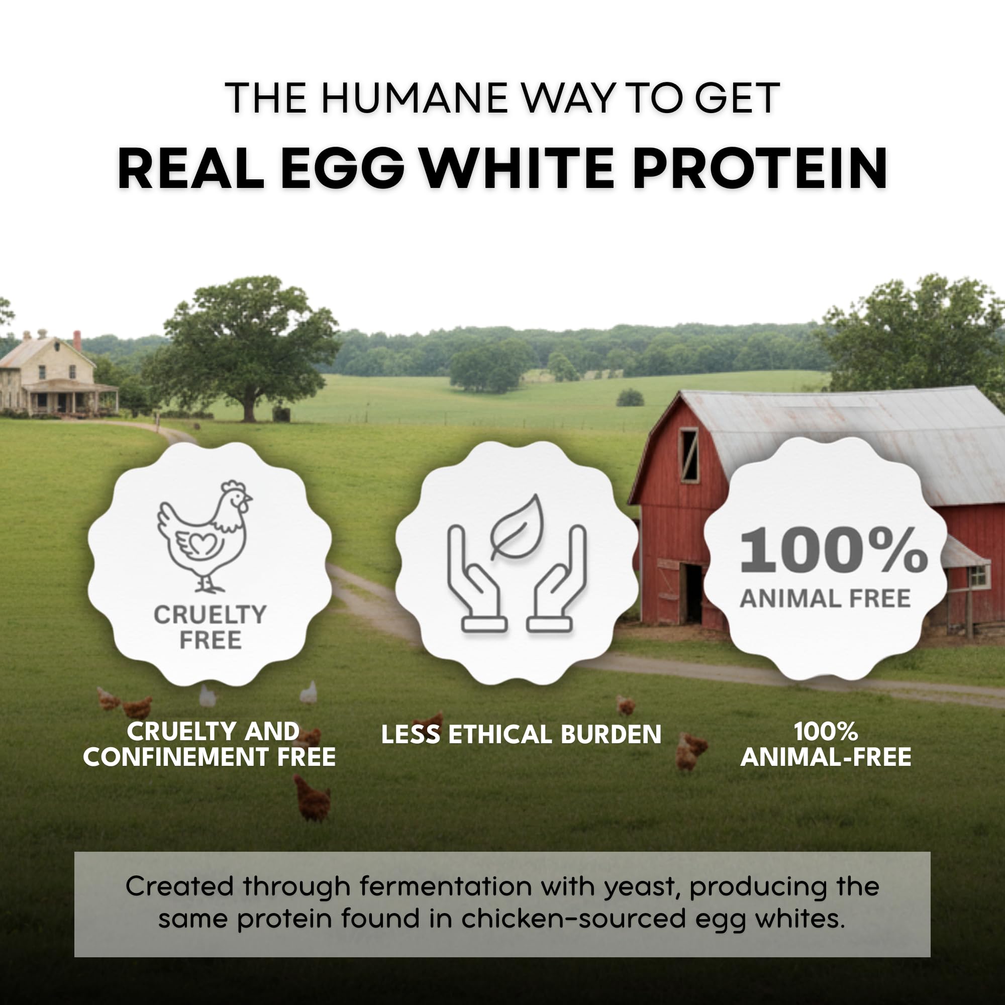 Healthier Comforts Animal-Free Egg White Protein Powder | Make Vegan Egg Omelets, Angel Food Cake, Meringue, Protein Shakes | Whips and Binds Just Like Traditional Egg Whites (8 oz) Healthier Comforts uk supplements