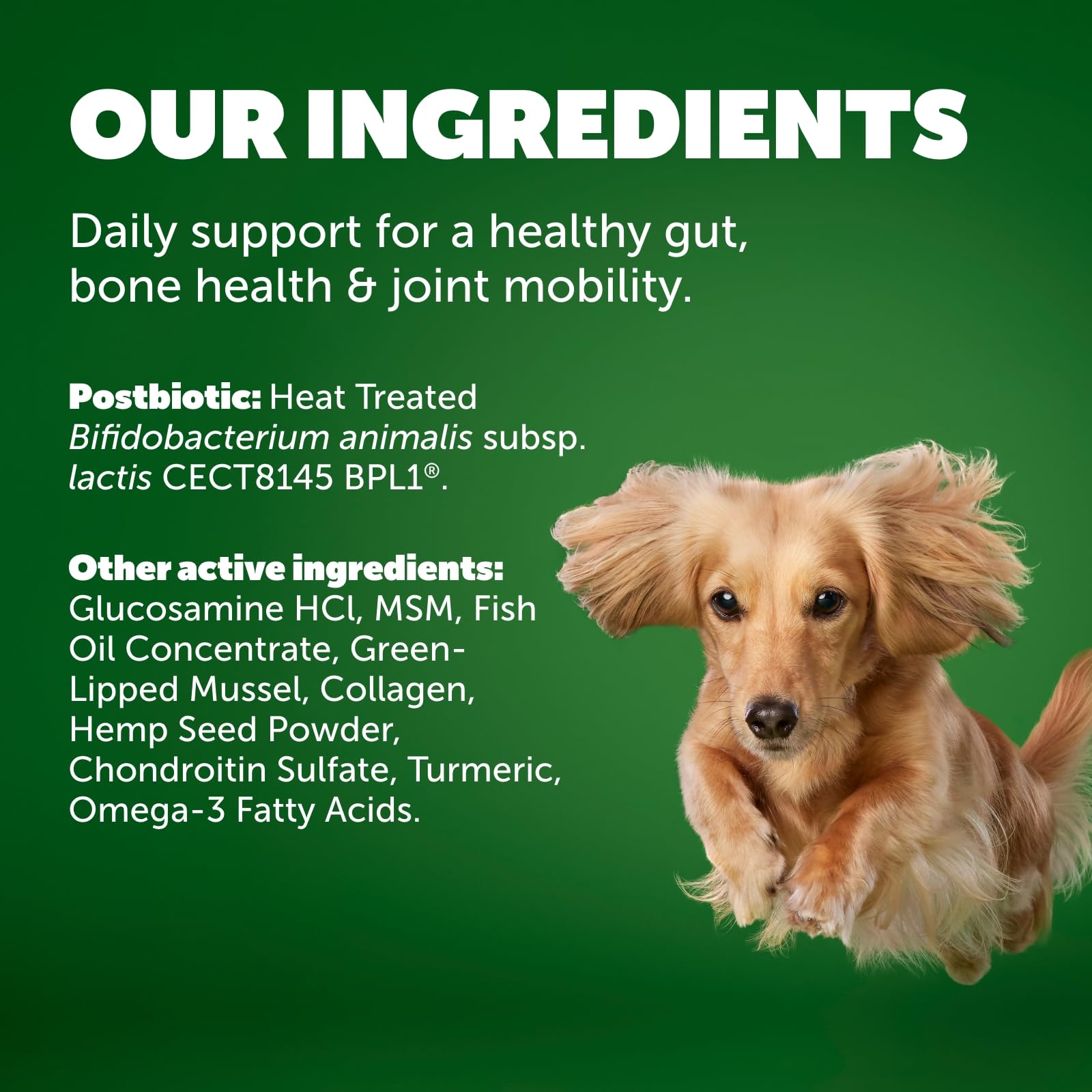 Protexin Daily Care Gut+ Mobility | 60 Dog Chews, Chicken and Bacon Flavor Dog Supplement | Probiotics for Dogs, Dog Postbiotics Protexin uk supplements