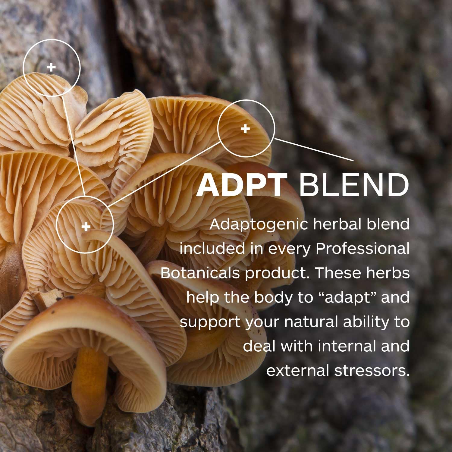 Professional Botanicals Calm Attention - Natural Attention and Mood Support, Rosemary, Vitamin B6, Gotu Kola, Focus, Relaxation, and Concentration Aid - 60 Veg Capsules Professional Botanicals uk supplements