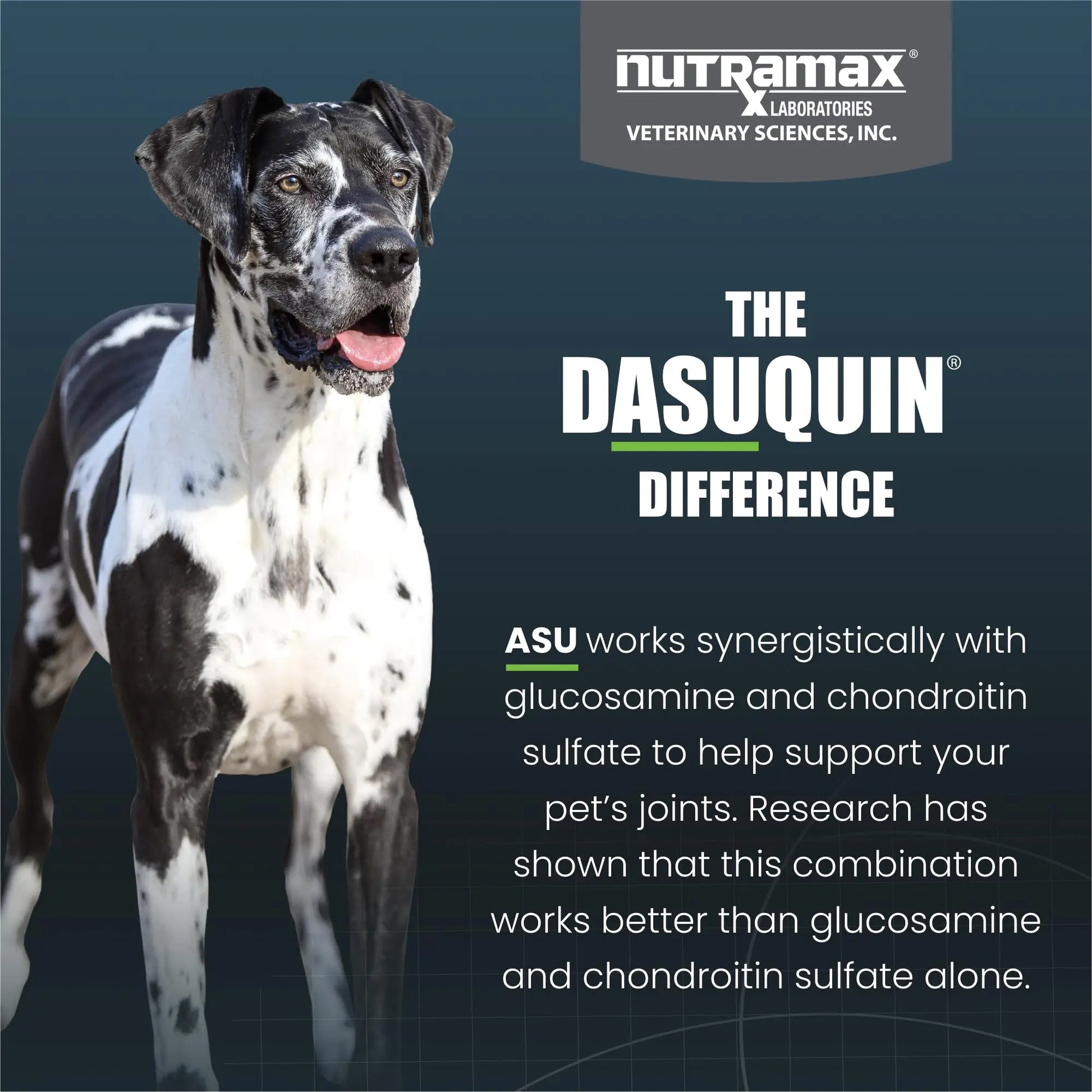 Nutramax Dasuquin for Large Dogs, Joint Health Supplement, Contains Glucosamine for Dogs, Plus Chondroitin, ASU and More, Supports Healthy Joints, Soft Chews, 84 Count Nutramax Laboratories uk supplements