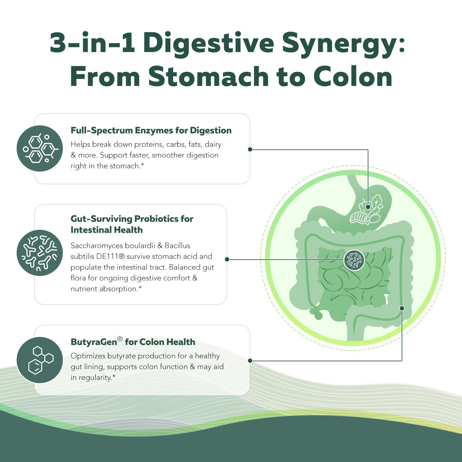 Flora Digest - 3-in-1 Max Strength Digestive Enzymes + Gut Surviving Probiotics & ButyraGen® Postbiotic for Optimal Digestion, Bloating Relief, Regularity, Gut Lining & Colon Support - (60 Capsules) Triquetra Health uk supplements