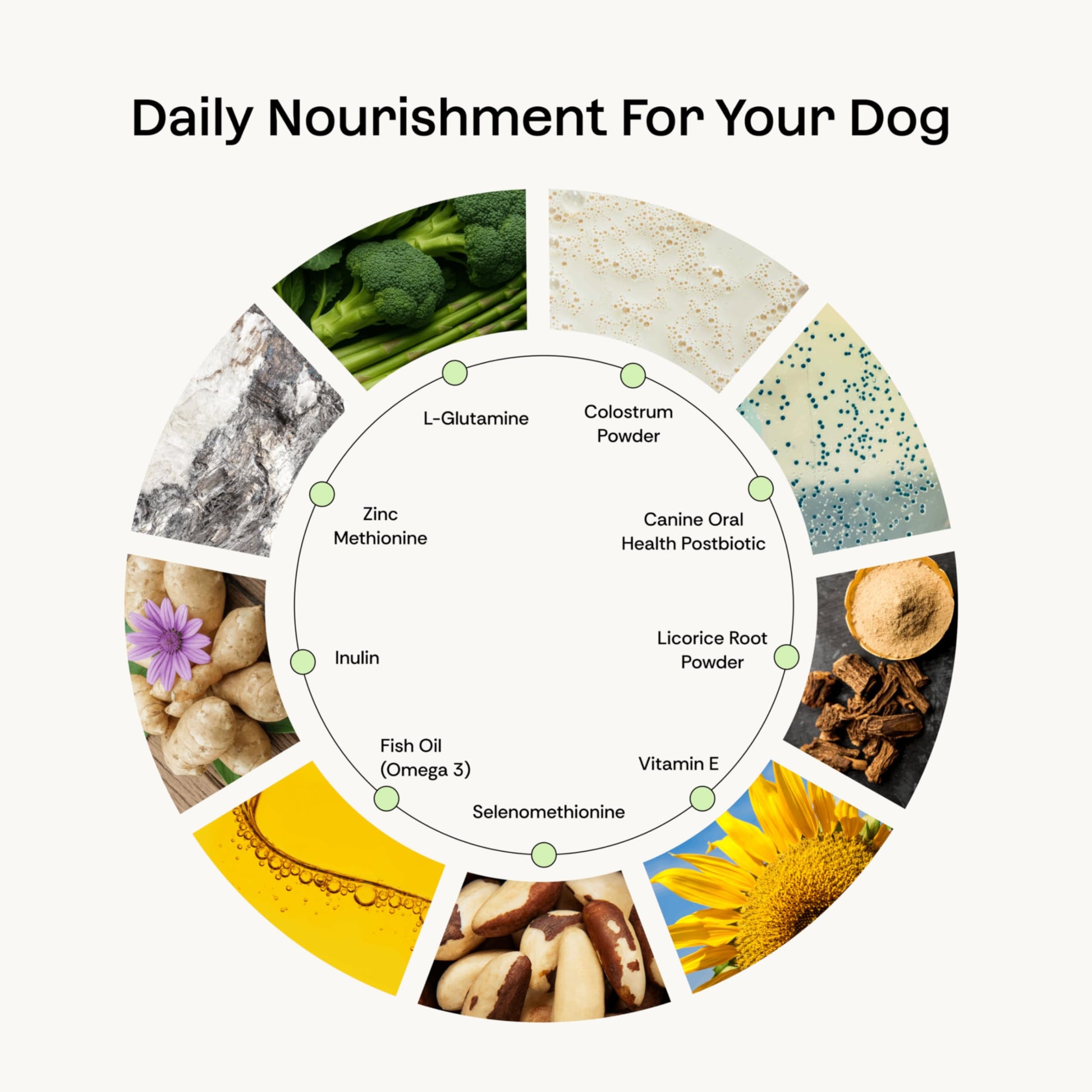 Daily Prebiotic + Postbiotic Dog Supplement Powder | 12-in-1 Support for Gut, Joints, Allergy, Immunity, Calming & Oral Health | Human-Grade Ingredients, No Artificial Flavors-No Fillers - 30 Sachets Plentum uk supplements