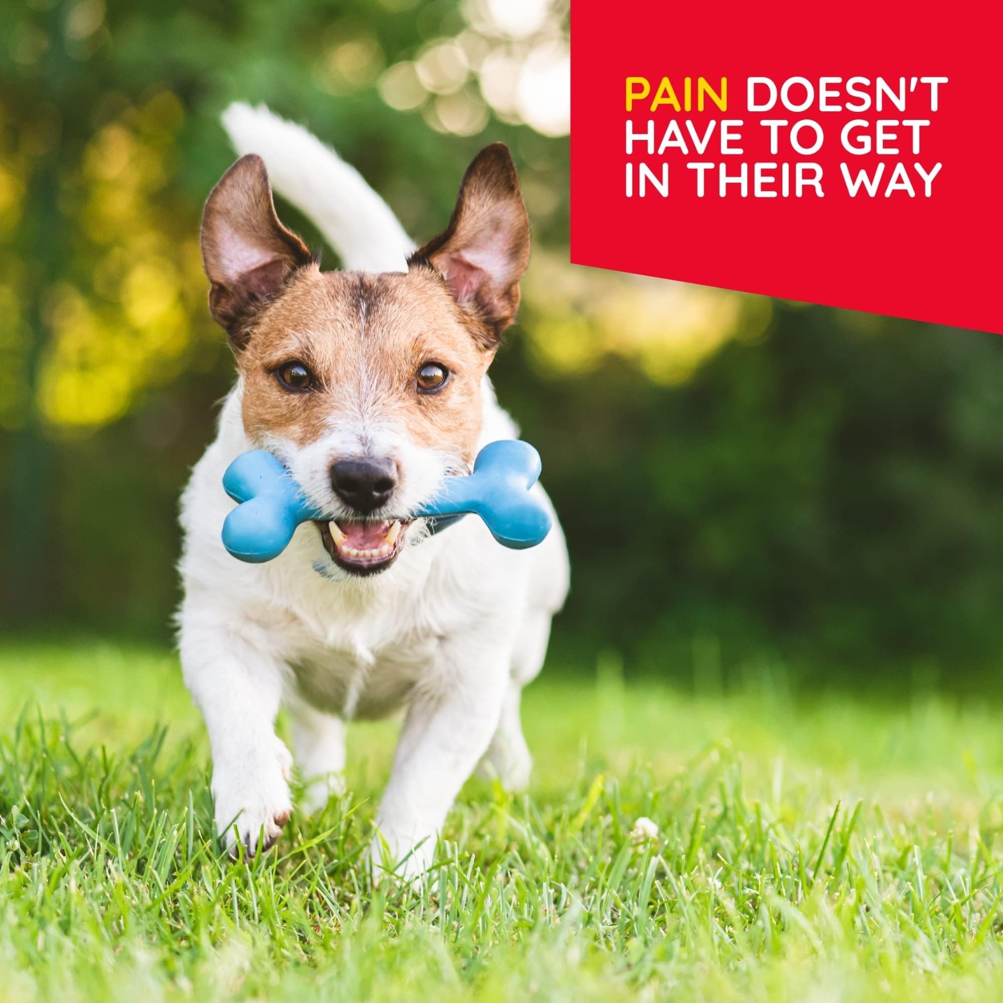 MediNatura Plant-Powered Pet Pain Relief Bundle T-Relief Pet Pain Tablets (90) + T-Relief Pet Arthritis (90) 12 Plant-Based Homeopathic Pain Relievers with Arnica - Support for Muscles, Joints + HIPS MediNatura uk supplements
