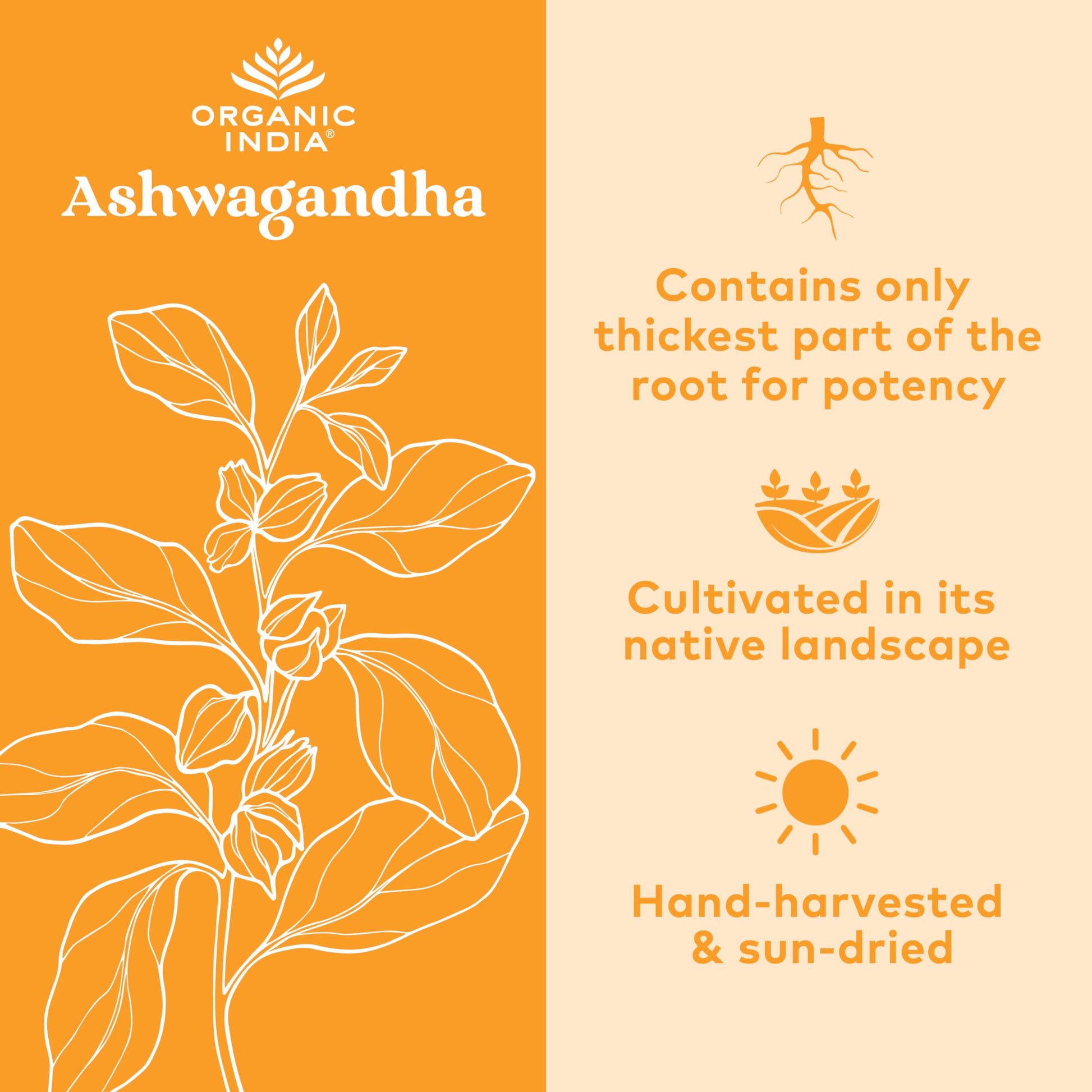 Organic India Ashwagandha Herbal Supplement - Stress Response Support, Vegan, Gluten Organic India uk supplements