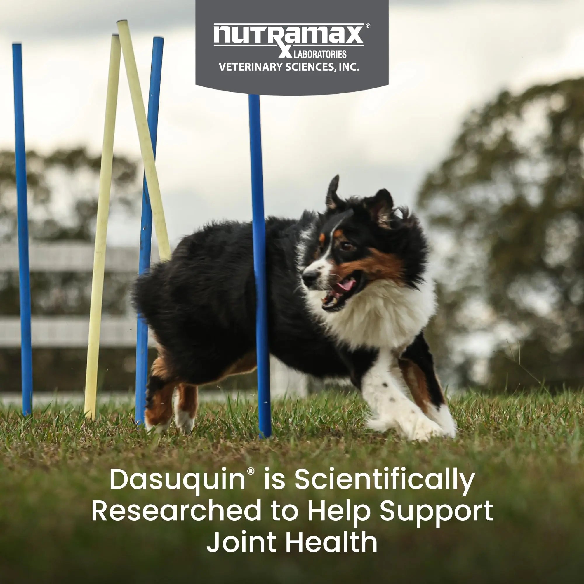 Nutramax Dasuquin for Large Dogs, Joint Health Supplement, Contains Glucosamine for Dogs, Plus Chondroitin, ASU, MSM and More, Supports Healthy Joints, Soft Chews, 150 Count Nutramax Laboratories uk supplements