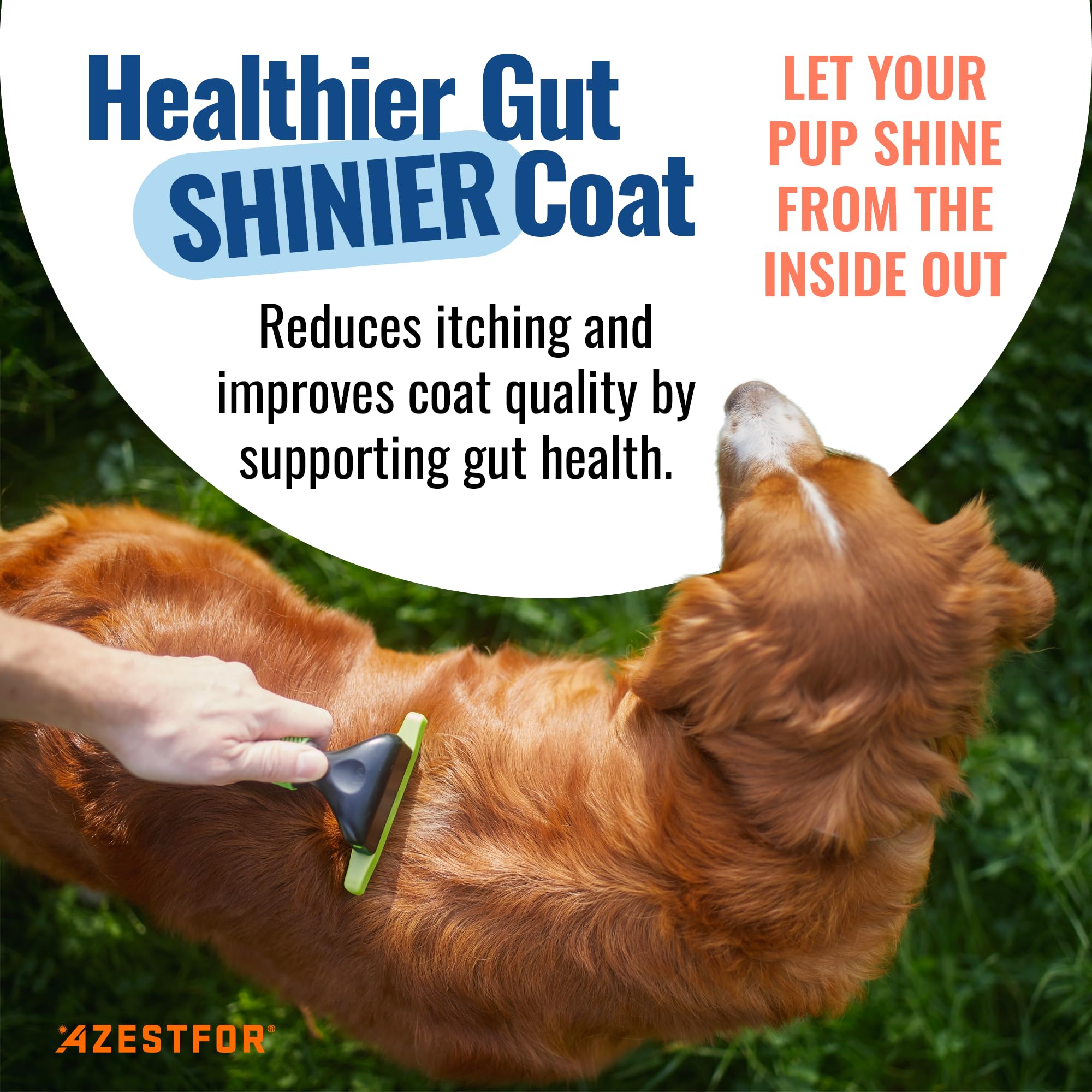 Azestfor Gut Health Supplement for Dogs – 3 in 1 Probiotic, Prebiotic & Postbiotic Blend – Supports Digestion, Immunity & Skin – Easy-to-Use Powder – for All Breeds & Sizes – 60g (30 Servings) Azestfor uk supplements