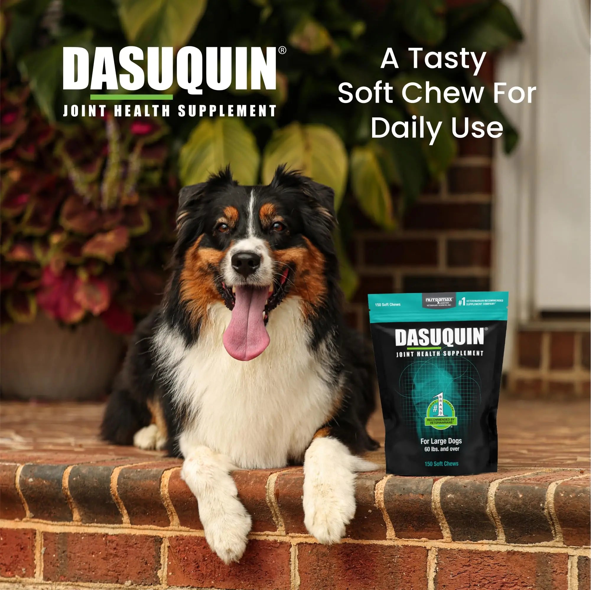 Nutramax Dasuquin for Large Dogs, Joint Health Supplement, Contains Glucosamine for Dogs, Plus Chondroitin, ASU and More, Supports Healthy Joints, Soft Chews, 150 Count Nutramax Laboratories uk supplements