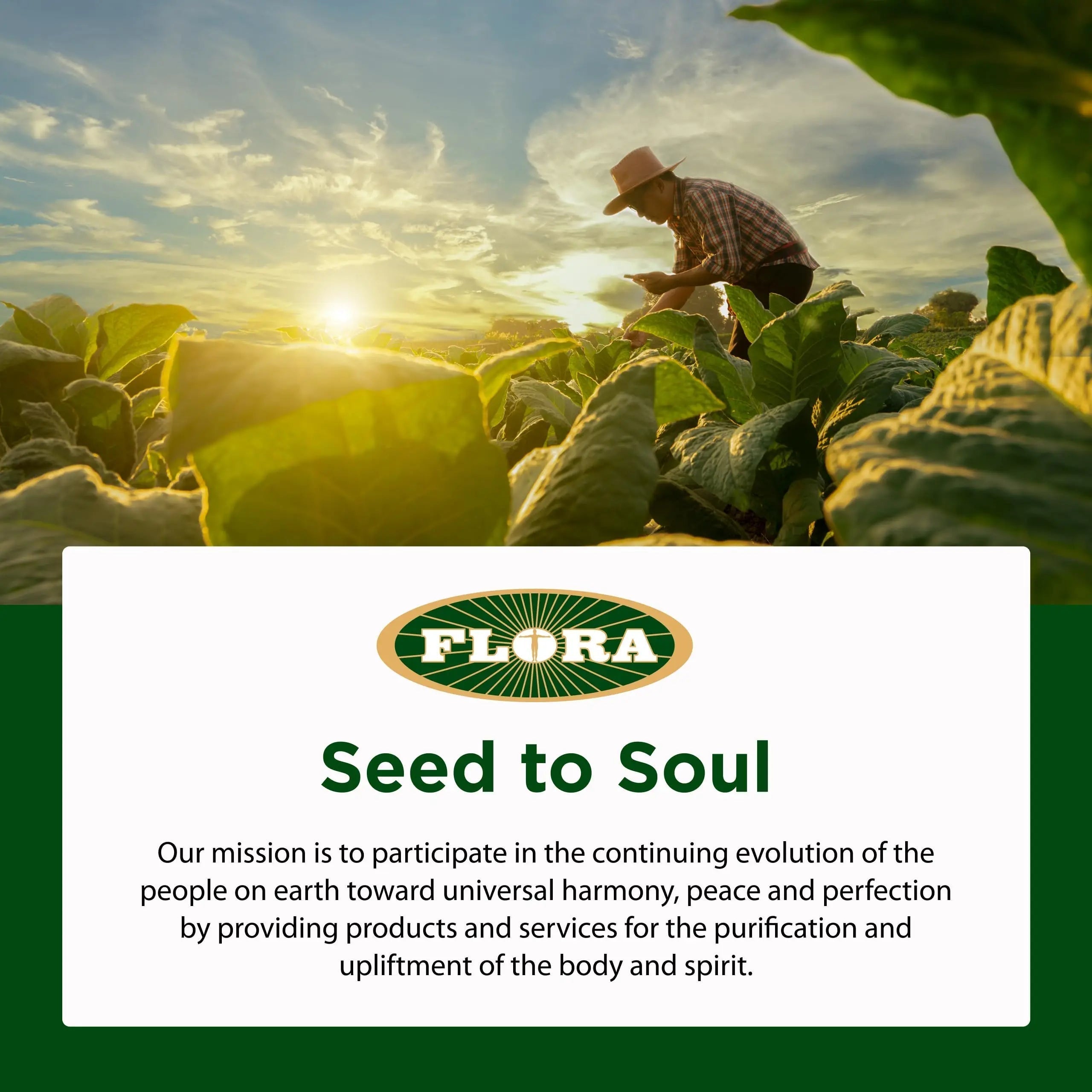 Flora - Daily Multi Essentials+, Liquid Multivitamin Formula, 13 Essential Vitamins & Minerals, 15 Fl Oz Flora uk supplements
