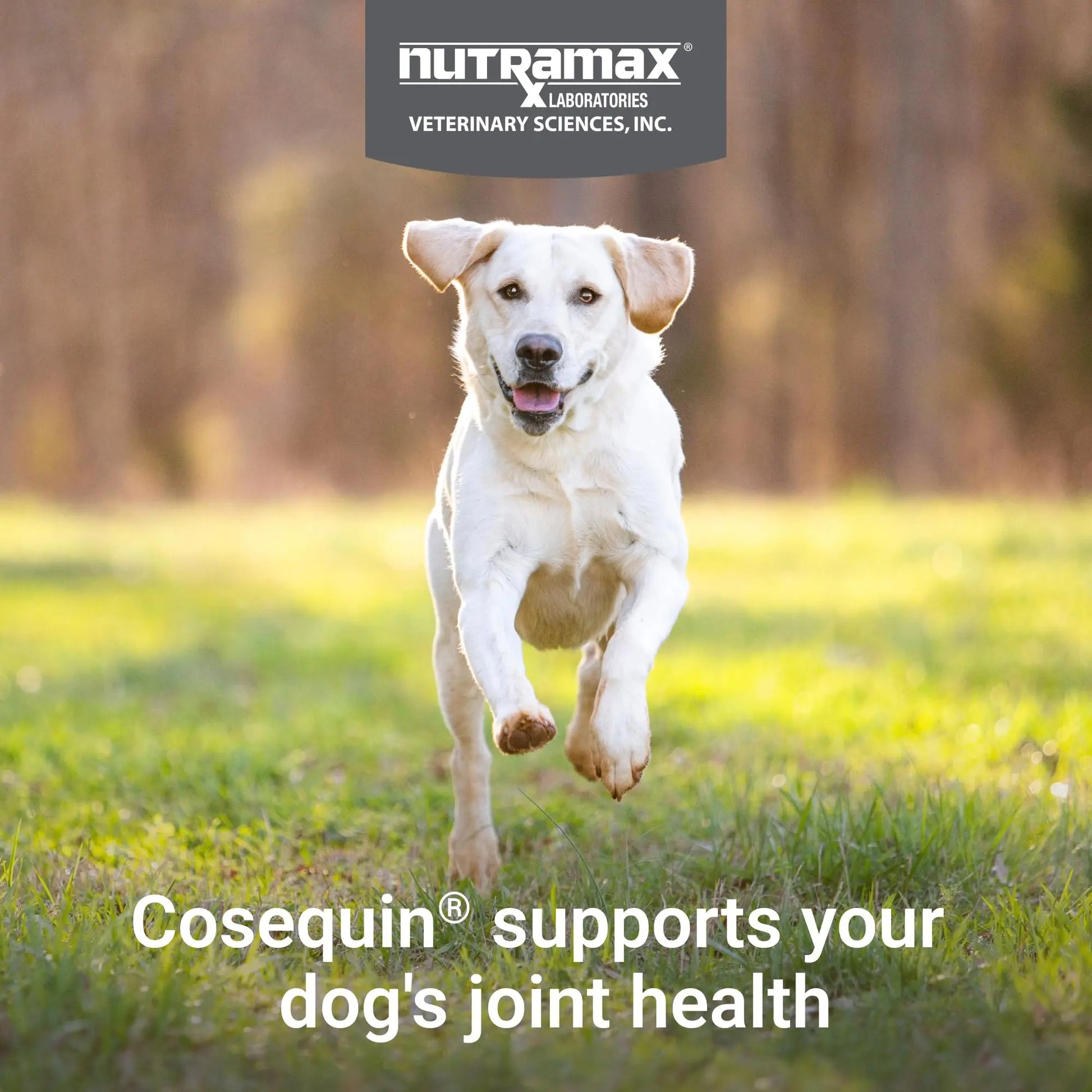 Nutramax Cosequin for Dogs Joint Health Supplement, Contains Glucosamine, Plus Chondroitin, MSM and Omega-3s, Supports Joint and Skin and Coat Health, Soft Chews, 120 Count Nutramax Laboratories uk supplements