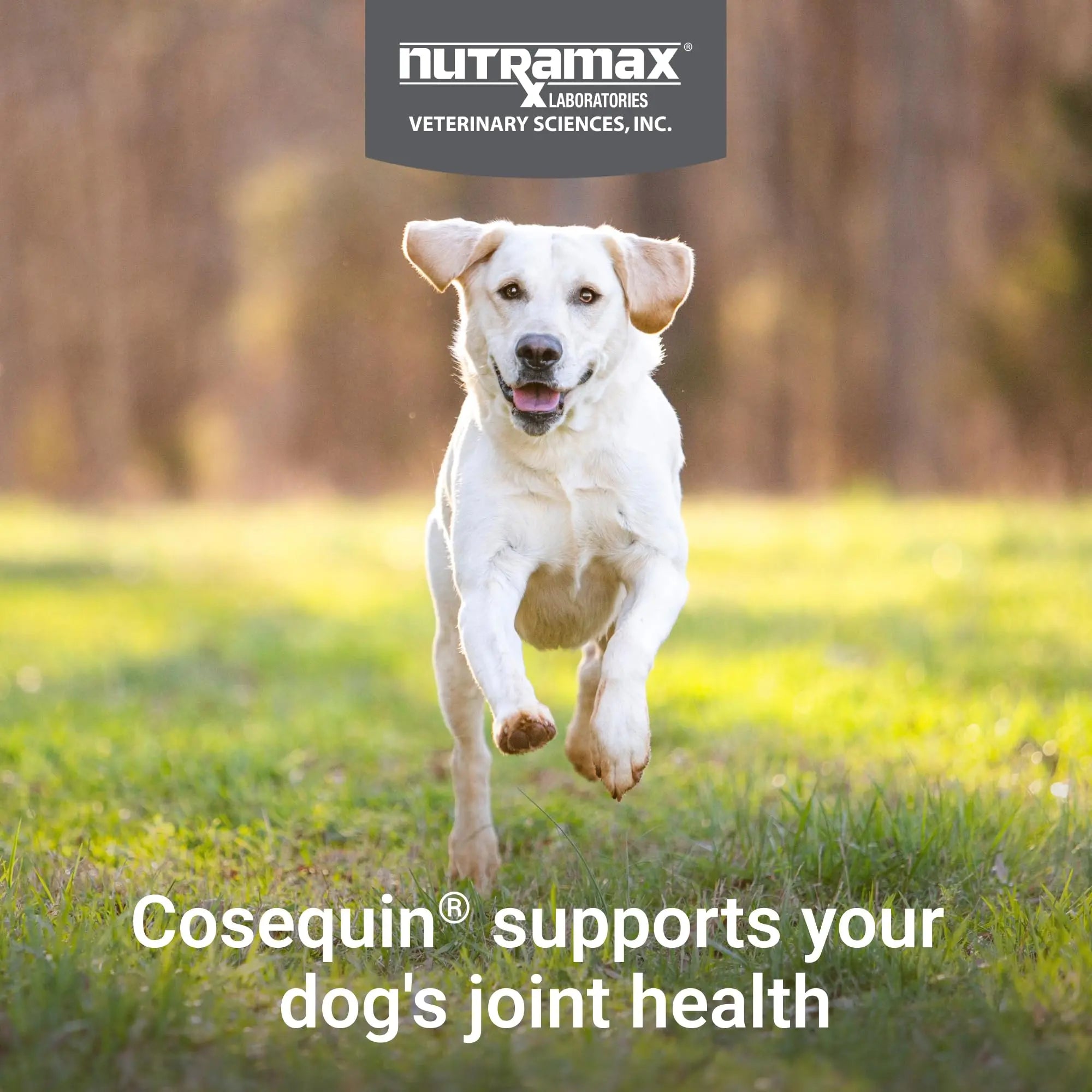 Nutramax Cosequin for Dogs Joint Health Supplement, Contains Glucosamine, Plus Chondroitin, MSM and Omega-3s, Supports Joint and Skin and Coat Health, Soft Chews, 120 Count Nutramax Laboratories uk supplements