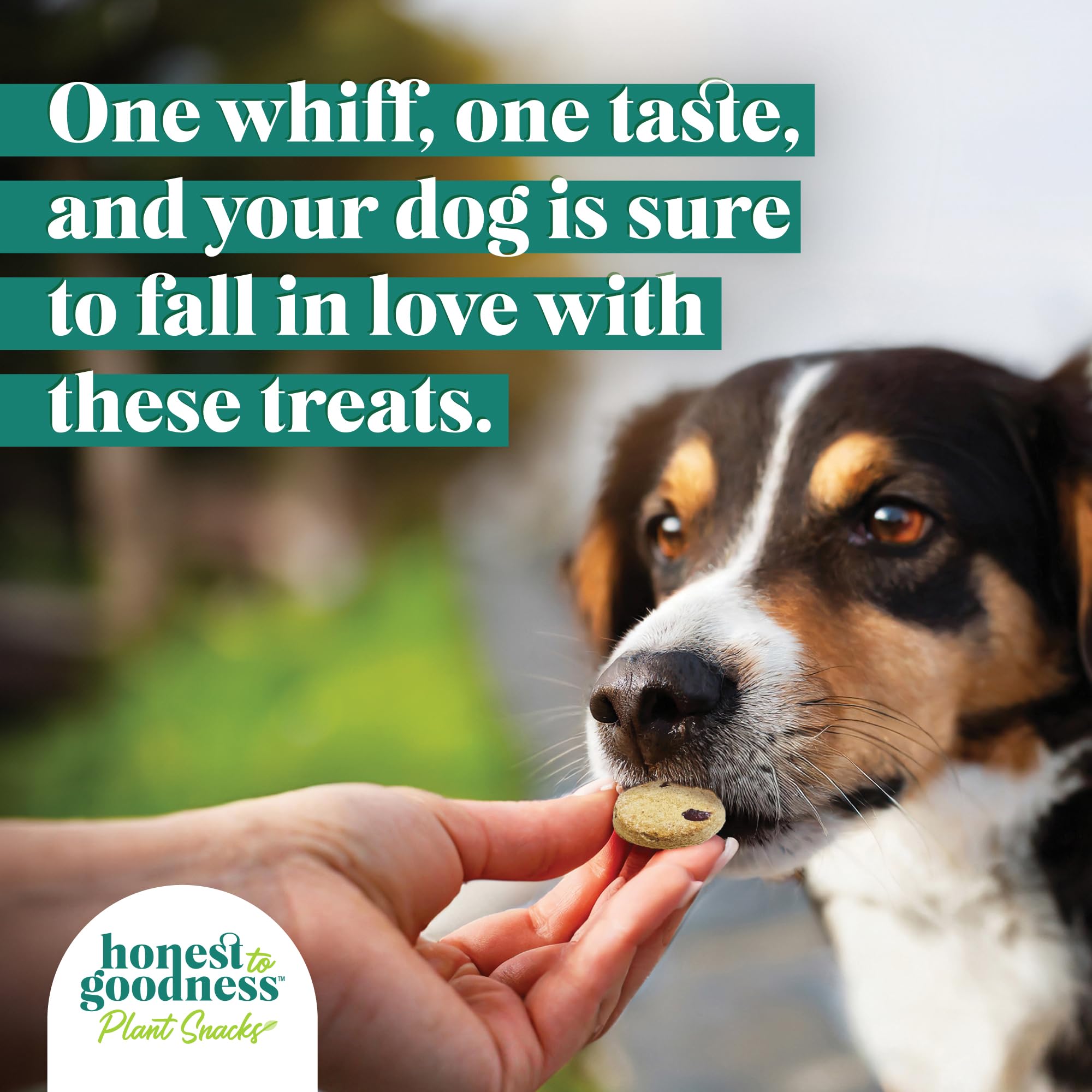 Honest to Goodness Plant Snacks Dog Treats, Enriched with Omega 3s & Postbiotics, 8oz Variety Pack, 6 Bags Honest to Goodness uk supplements