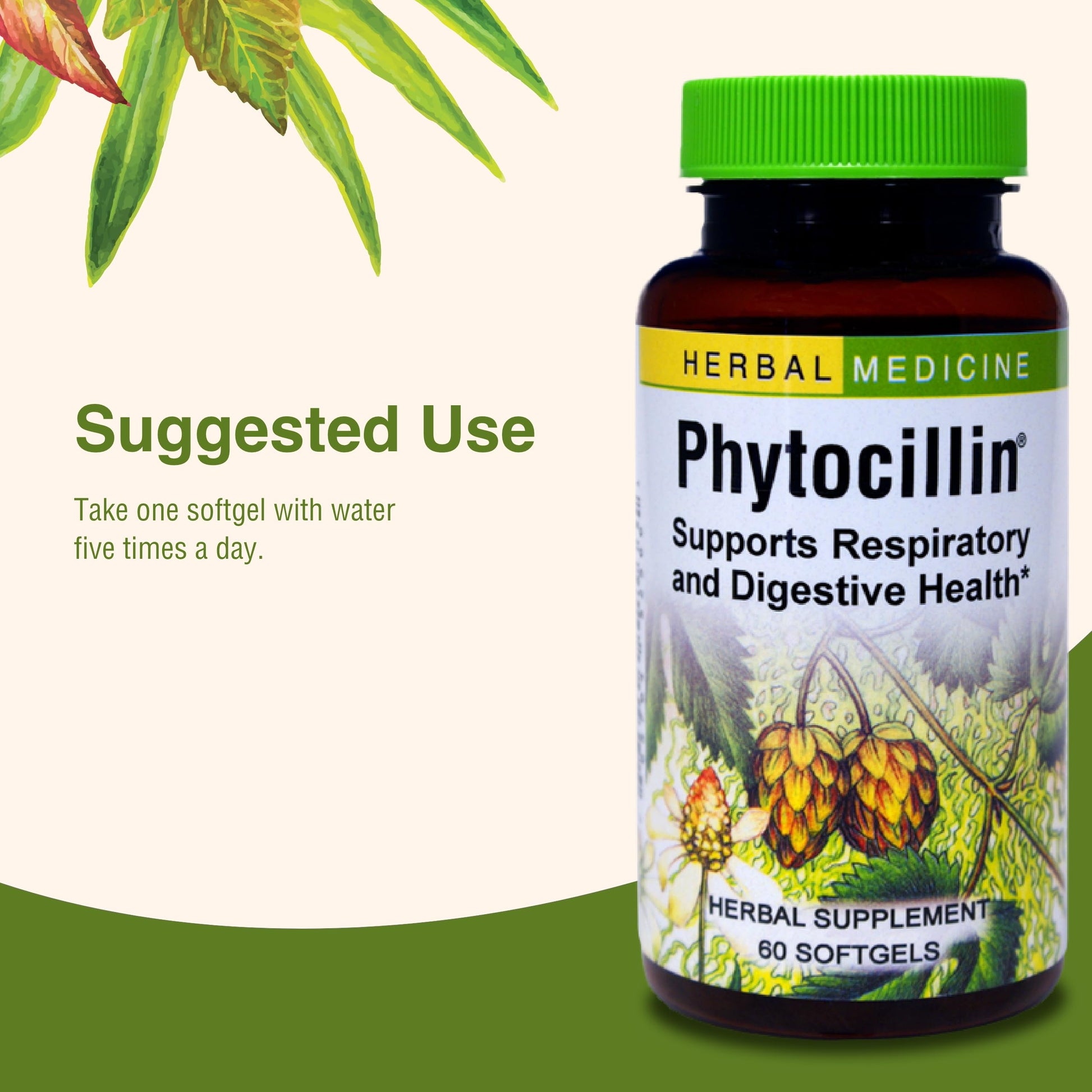 Herbs Etc. Phytocillin - Respiratory & Digestive Health Support Supplement - Herbal Formula to Support Digestion - Support Healthy Breathing - 60 Softgels (60 Servings) Herbs Etc. uk supplements