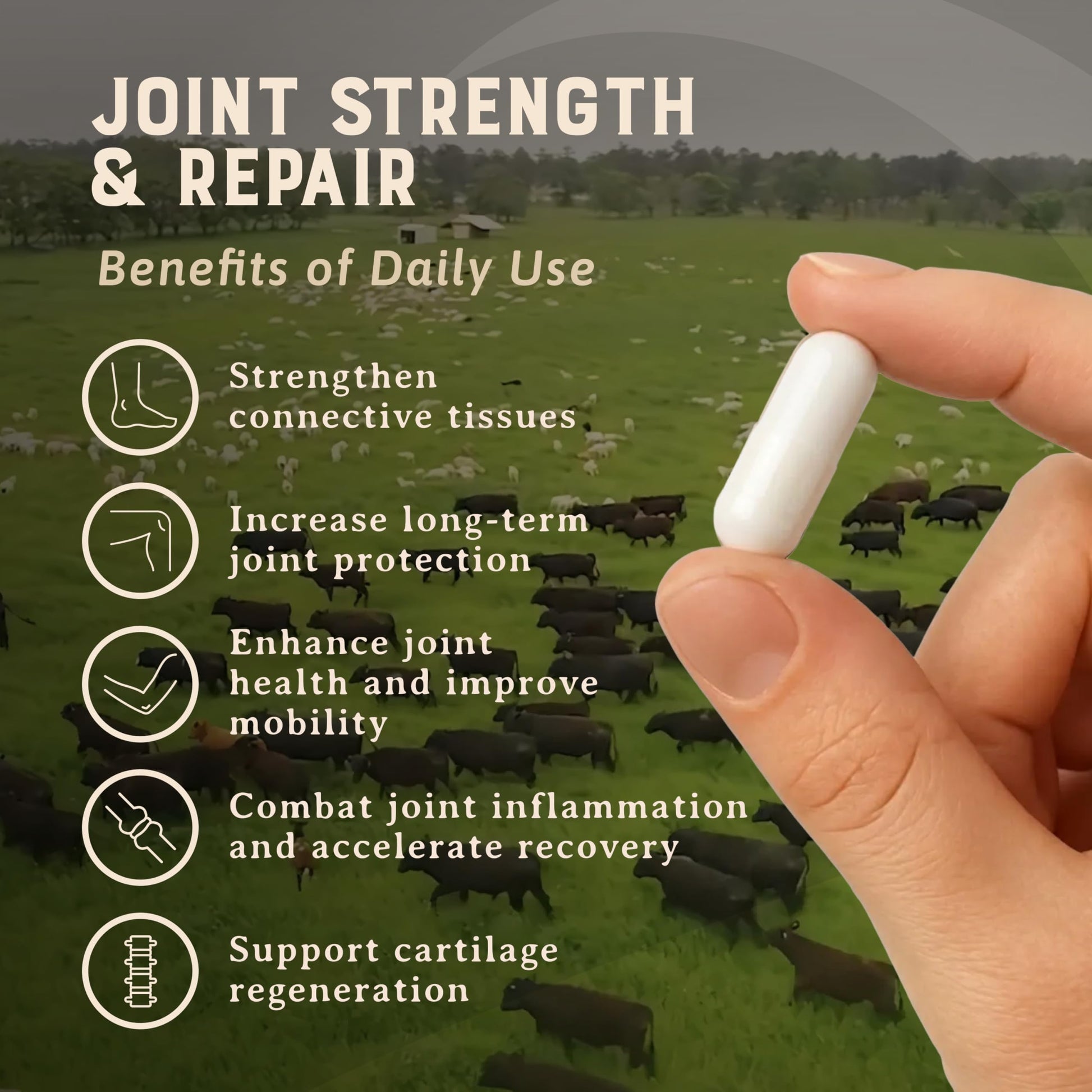 Heart & Soil 100% Grass Fed & Finished Joint Support Supplement from Regenerative Cattle with Trachea, Scapula & Bone Marrow – Supports Joint Strength & Mobility – 3000mg – Glass Bottle – 180 Capsules HEART & SOIL uk supplements