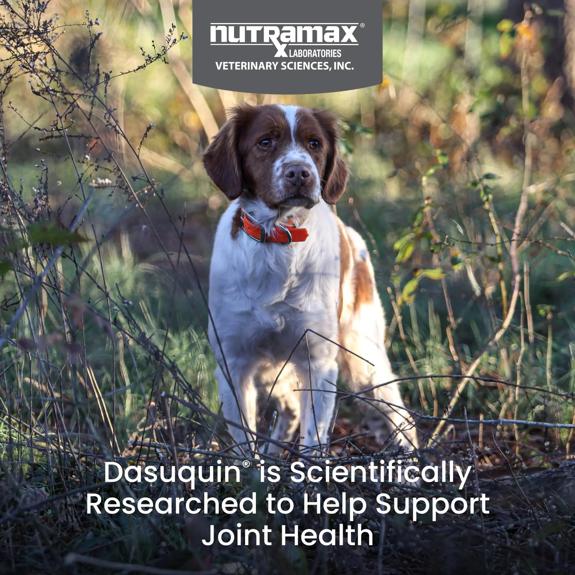 Nutramax Dasuquin for Small to Medium Dogs, Joint Health Supplement, Contains Glucosamine for Dogs, Plus Chondroitin, ASU, MSM and More, Supports Healthy Joints, Chewable Tablets, 150 Count Nutramax Laboratories uk supplements
