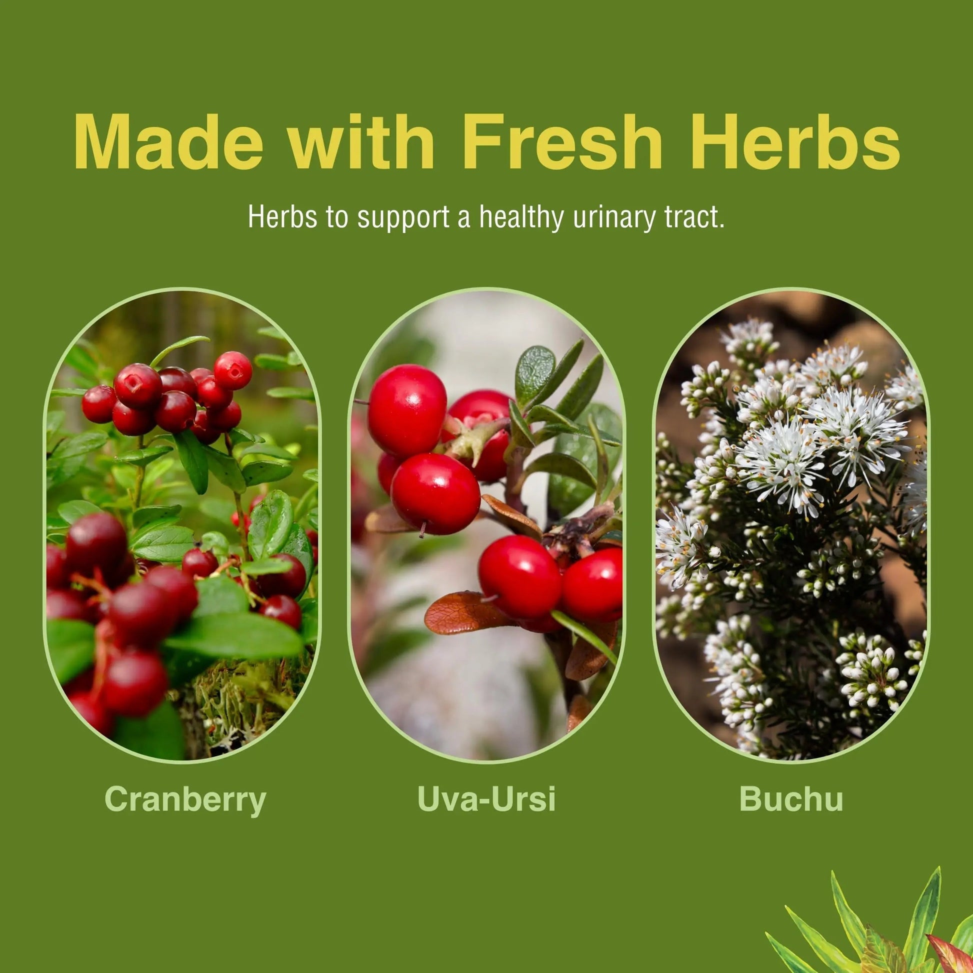 Herbs Etc. CranBladder ReLeaf Softgels - Bladder Health Support - Natural Supplement Formula to Aid Urinary Health & Comfort - Optimal Urinary Support with Cranberry - 60 Softgels (60 Servings) Herbs Etc. uk supplements