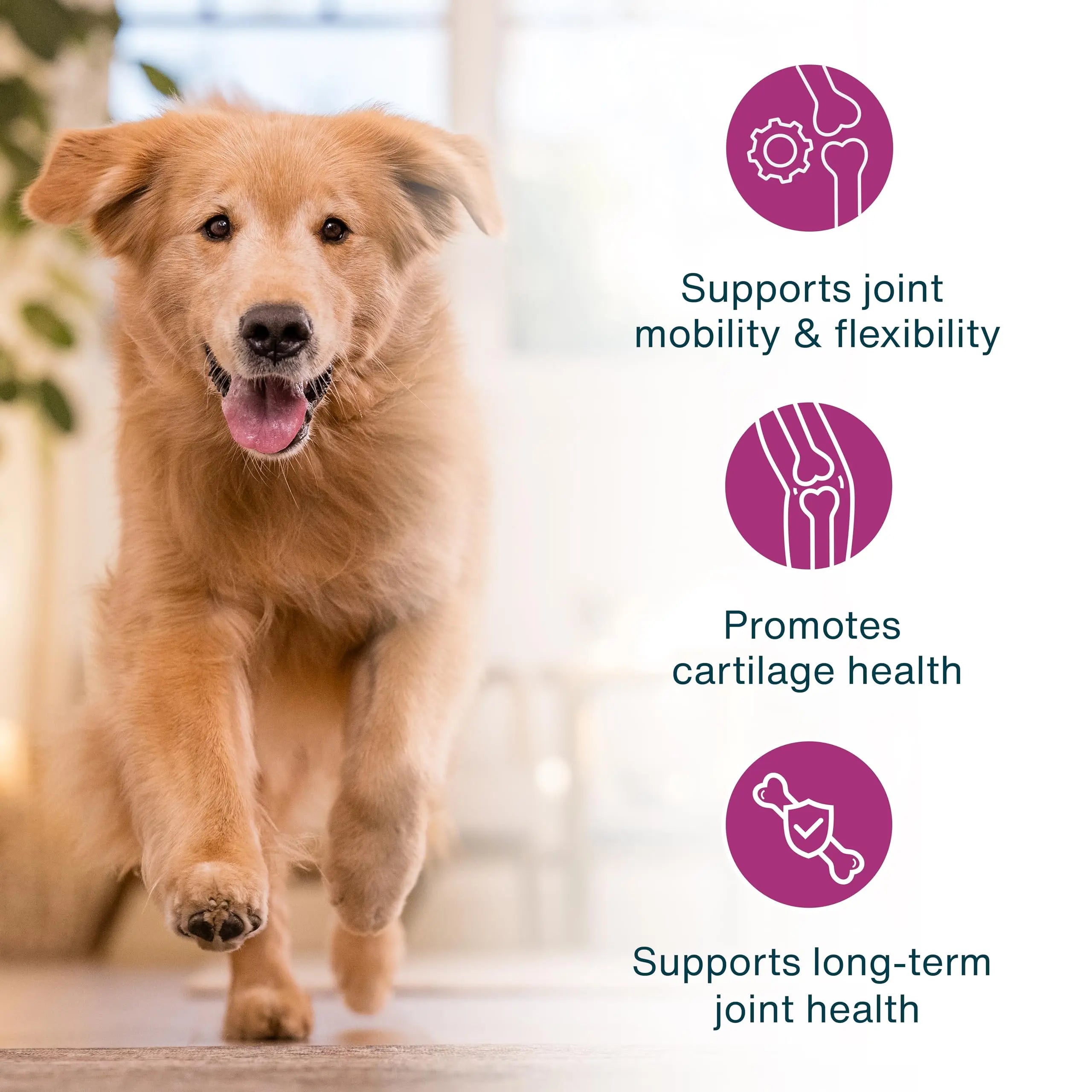 JustFoodForDogs JustFresh Boosts Hip & Joint Support Dog Food Toppers with Glucosamine to Support Hip Mobility & Joint Flexibility, Human-Grade Fresh Pet Meal Booster, 8 oz Pouches - 8 Pack JustFoodForDogs uk supplements