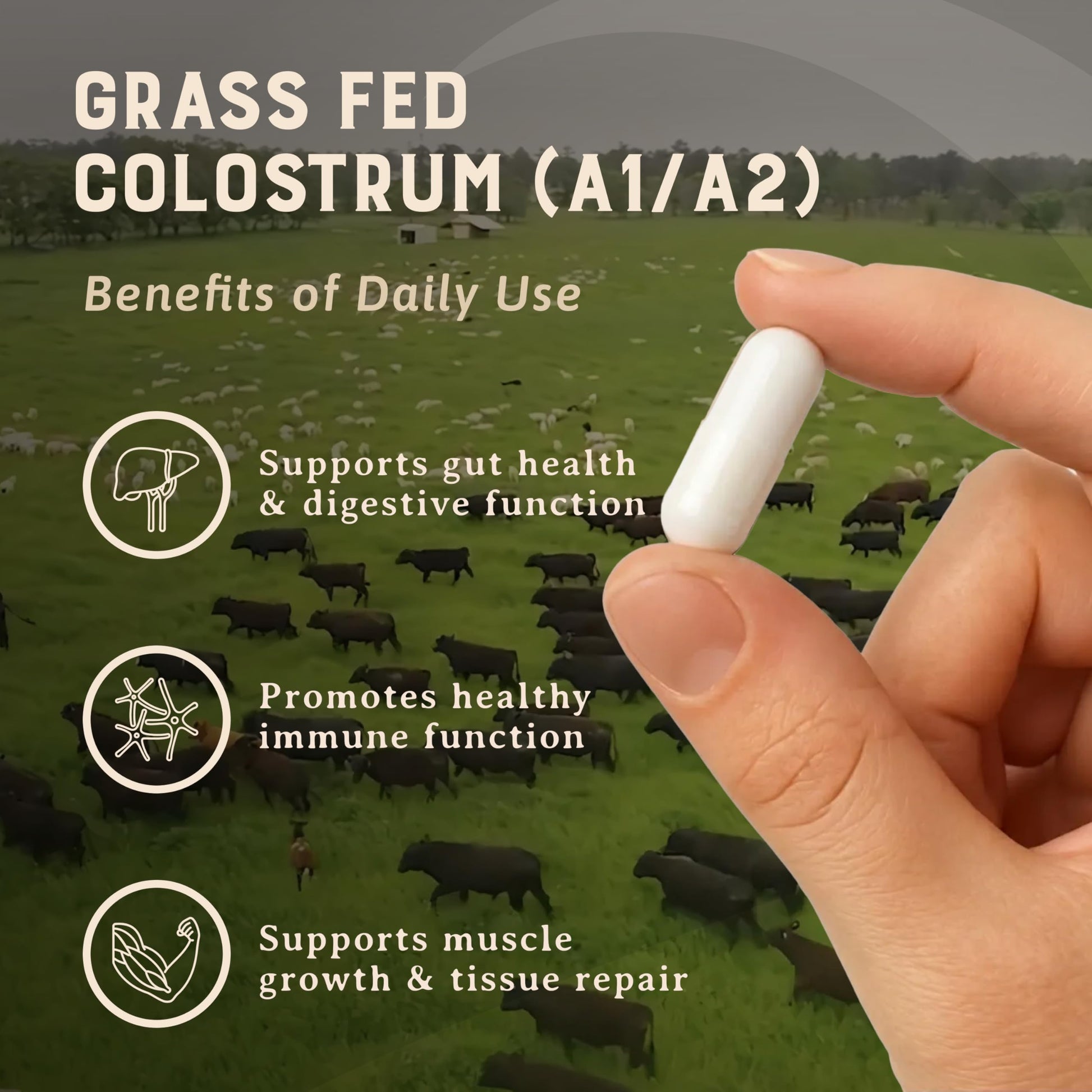 HEART & SOIL 100% Grass Fed & Finished Colostrum Supplement from Regenerative Cattle for Gut, Muscle & Immune Health – 3000mg Bovine Colostrum Capsules - Gut Health for Men & Women –180 Capsules HEART & SOIL uk supplements