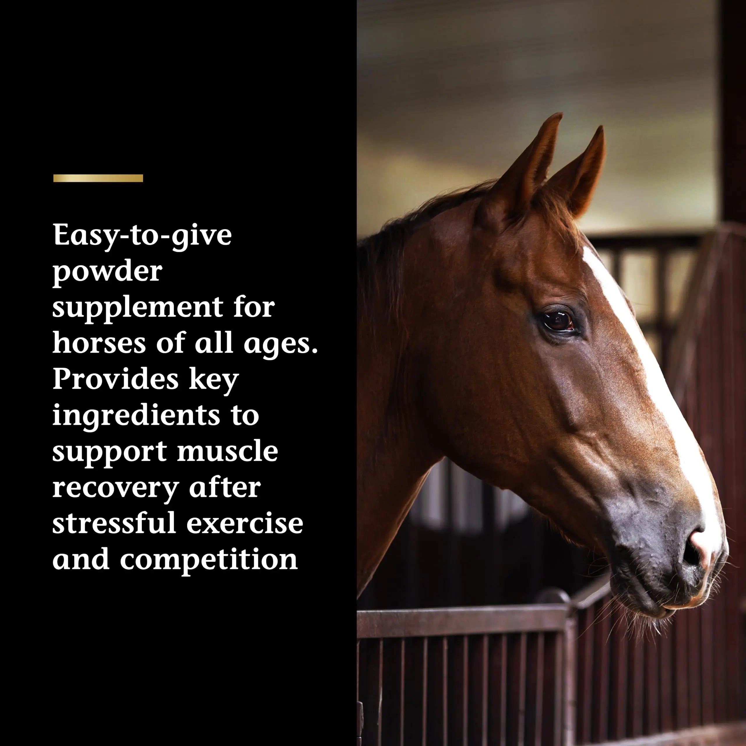 Vita Flex Pro Recovery by the Makers of Lactanase, Post Performance Horse Supplements 40 g, Show Safe Muscle Recovery Supplements, Amino Acids for Horses, Strength & Joint Health Vita Flex uk supplements