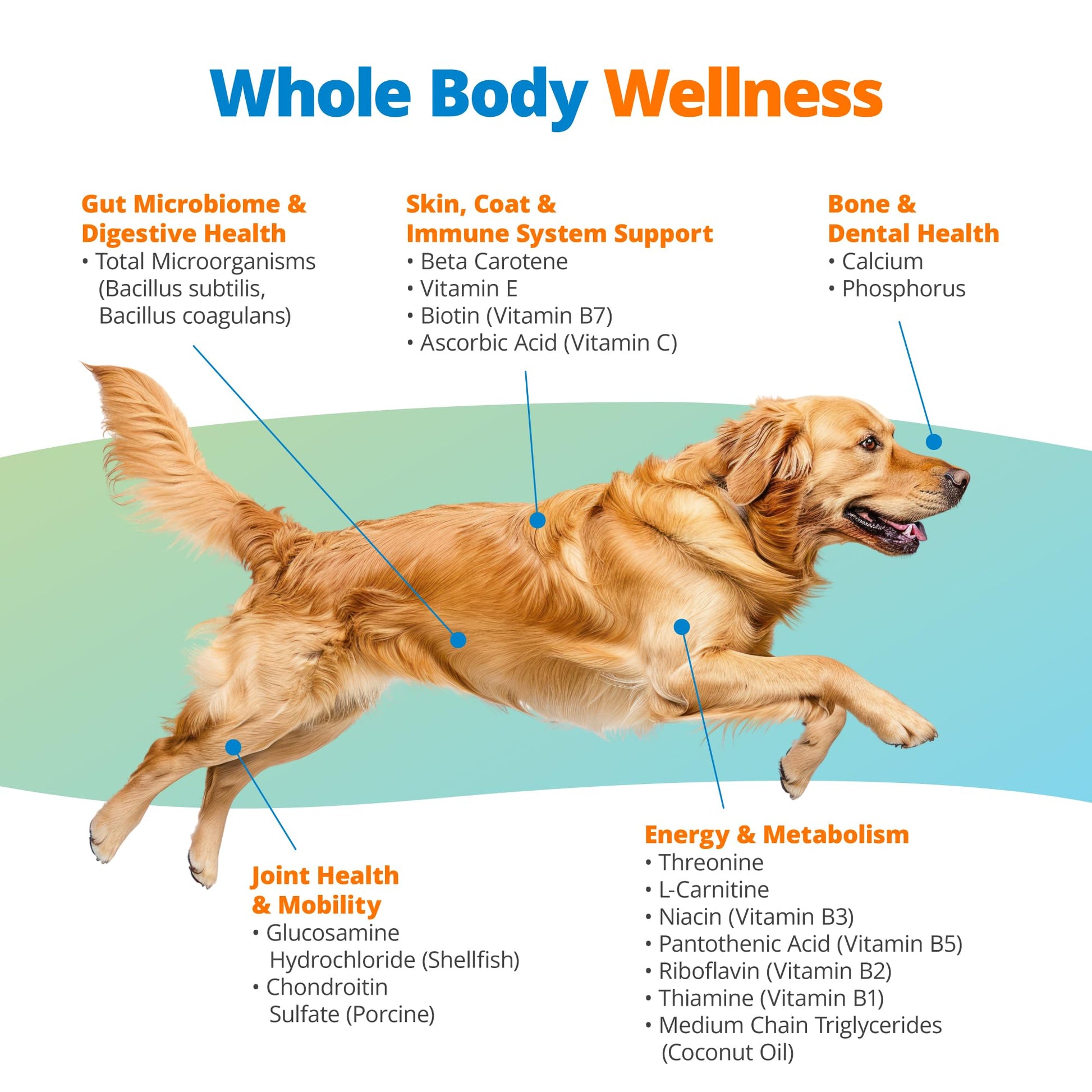 5Strands Dog Multivitamin Chews, 10-in-1, Vitamins & Postbiotics, All Ages & Breeds - Digestion, Brain, Organs, Heart, Mobility, Vision, Skin & Coat, Immunity - Dog Supplement (Peanut Butter, 90ct) 5Strands uk supplements