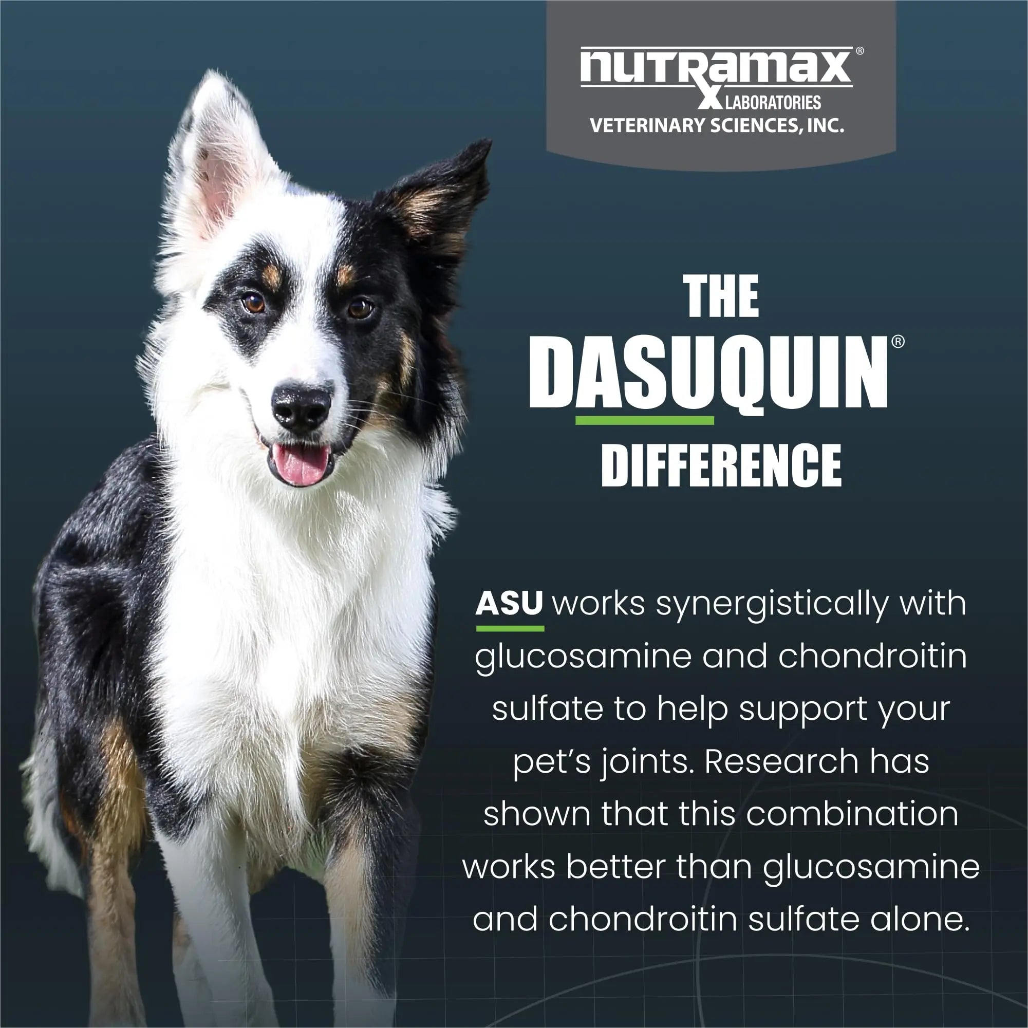 Nutramax Dasuquin for Small to Medium Dogs, Joint Health Supplement, Contains Glucosamine for Dogs, Plus Chondroitin, ASU and More, Supports Healthy Joints, Chewable Tablets, 150 Count Nutramax Laboratories uk supplements