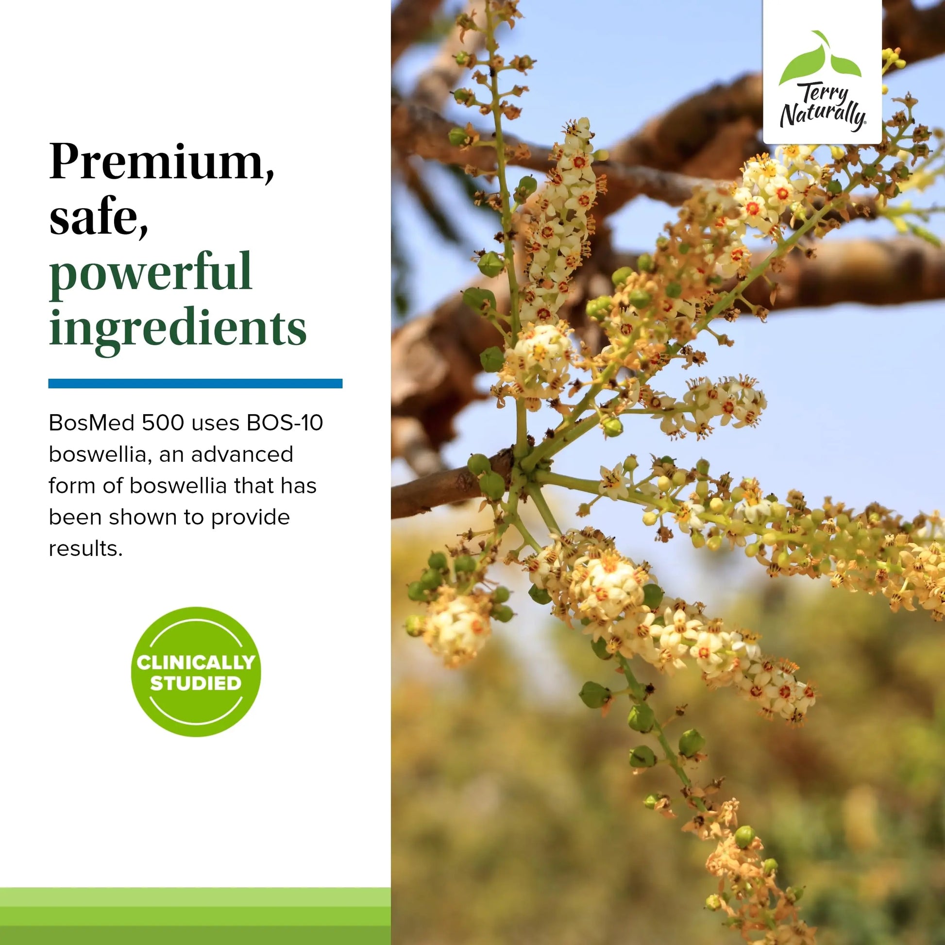 Terry Naturally BosMed 500 Extra Strength - Boswellia Serrata Extract Supplement - Supplement for Healthy Lung Support - Herbal Supplement Formula with High Levels of AKBA - 120 Softgels Terry Naturally uk supplements