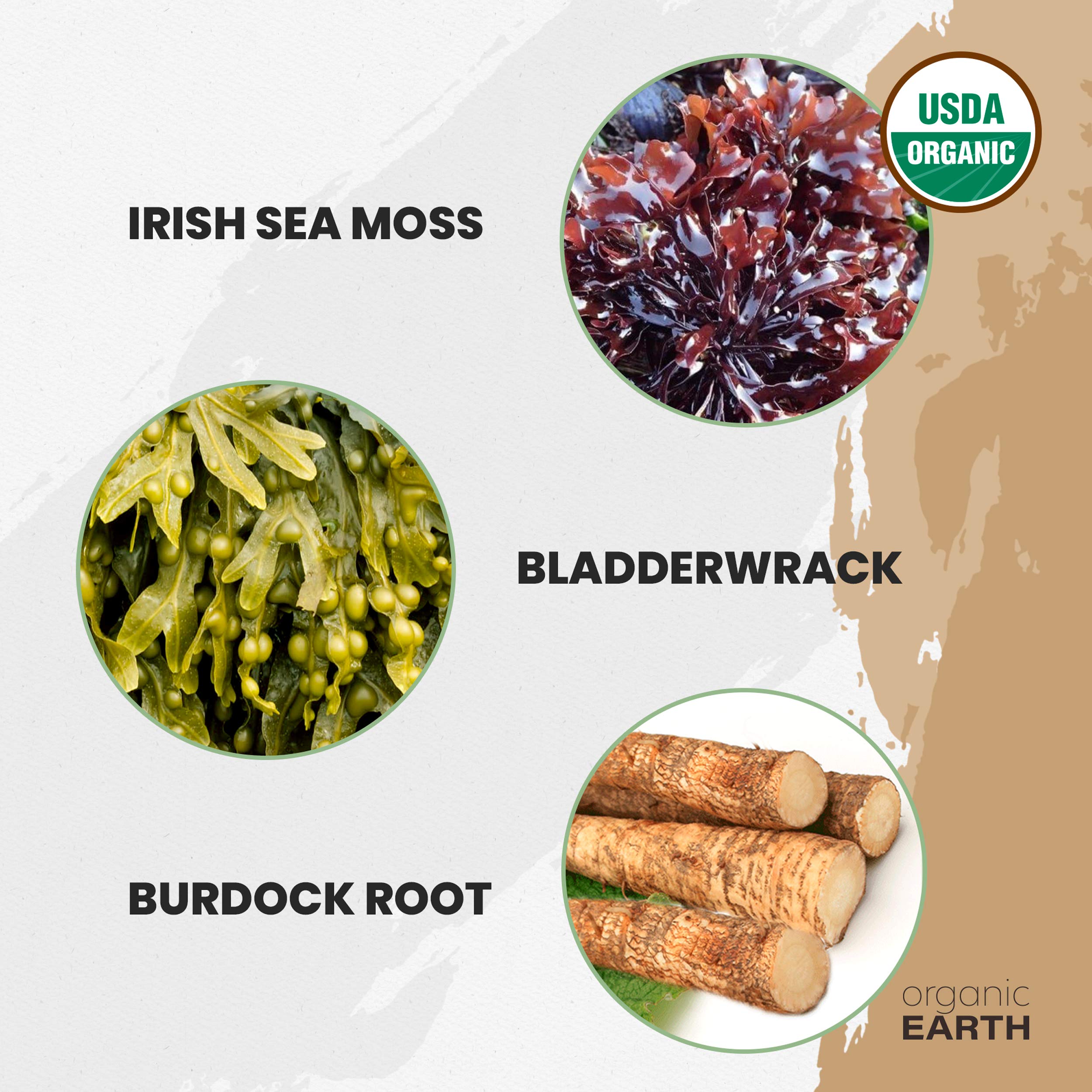 Organic Earth Irish Sea Moss Powder 8oz - Wildcrafted Sea Moss Organic with Bladderwrac Organic Earth uk supplements