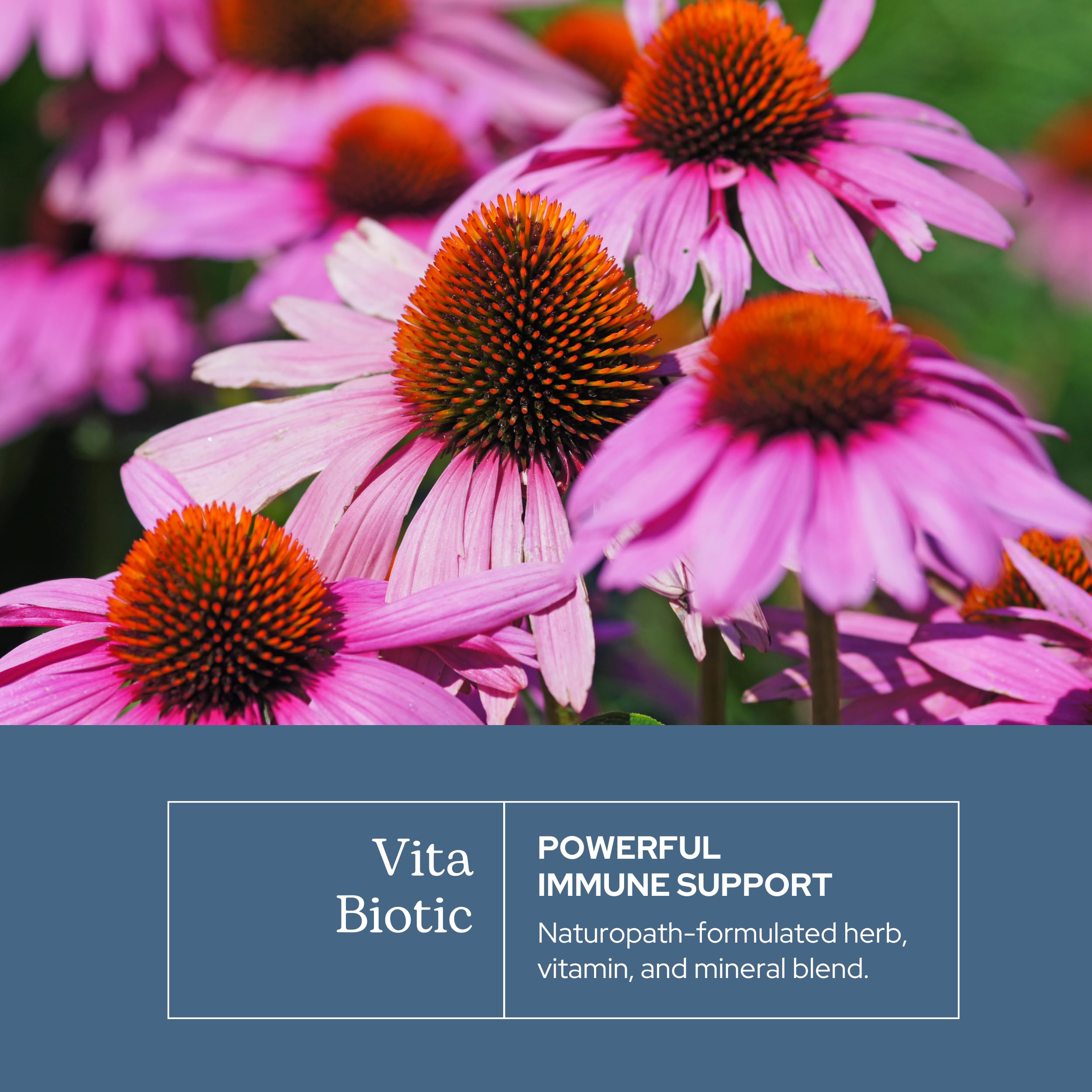 Eclectic Herb - Vitabiotic Capsules | Immune Support | Natural Herbal Multivitamin Supplement | Freeze Dried, Organic, Non-GMO, Vegan, Whole Herb (150 CT | 750 mg) ECLECTIC INSTITUTE uk supplements