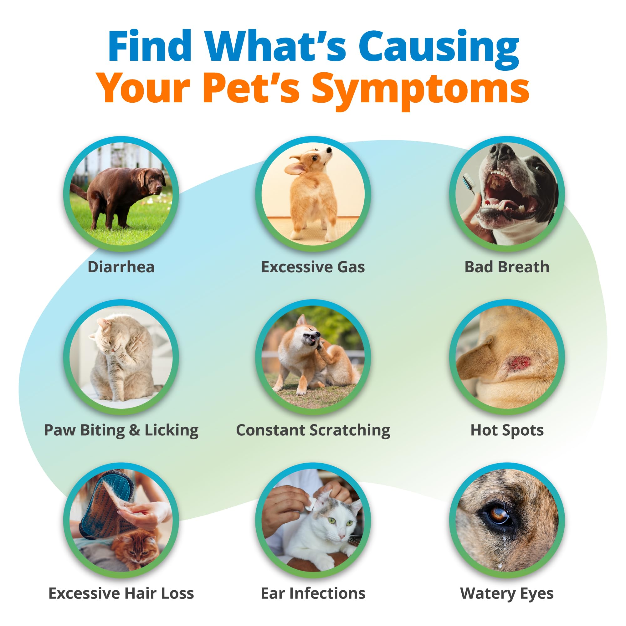 5Strands Pet Food Intolerance & Environmental Sensitivity Test, at Home Gut Health Test for Dogs & Cats, 857 Items Tested, Pet Health Check, Results in 4 Days, for All Ages and Breeds 5Strands uk supplements