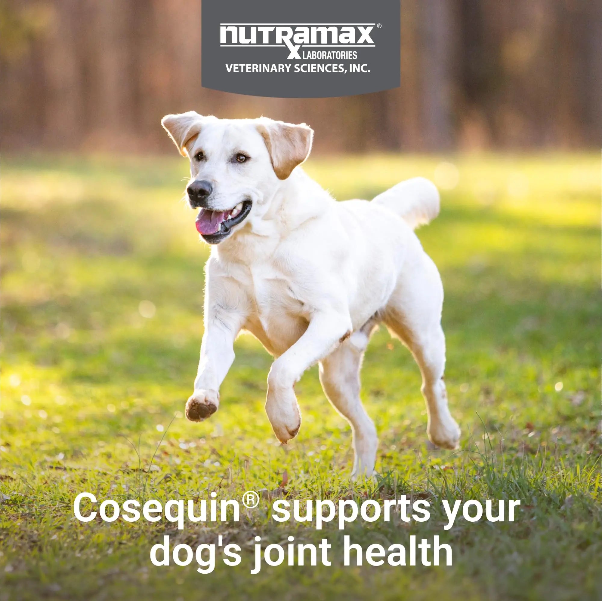 Nutramax Laboratories Cosequin Maximum Strength Joint Health Supplement for Dogs - With Glucosamine, Chondroitin, and MSM, 2 Pack, 264 Total Chewable Tablets Nutramax Laboratories uk supplements