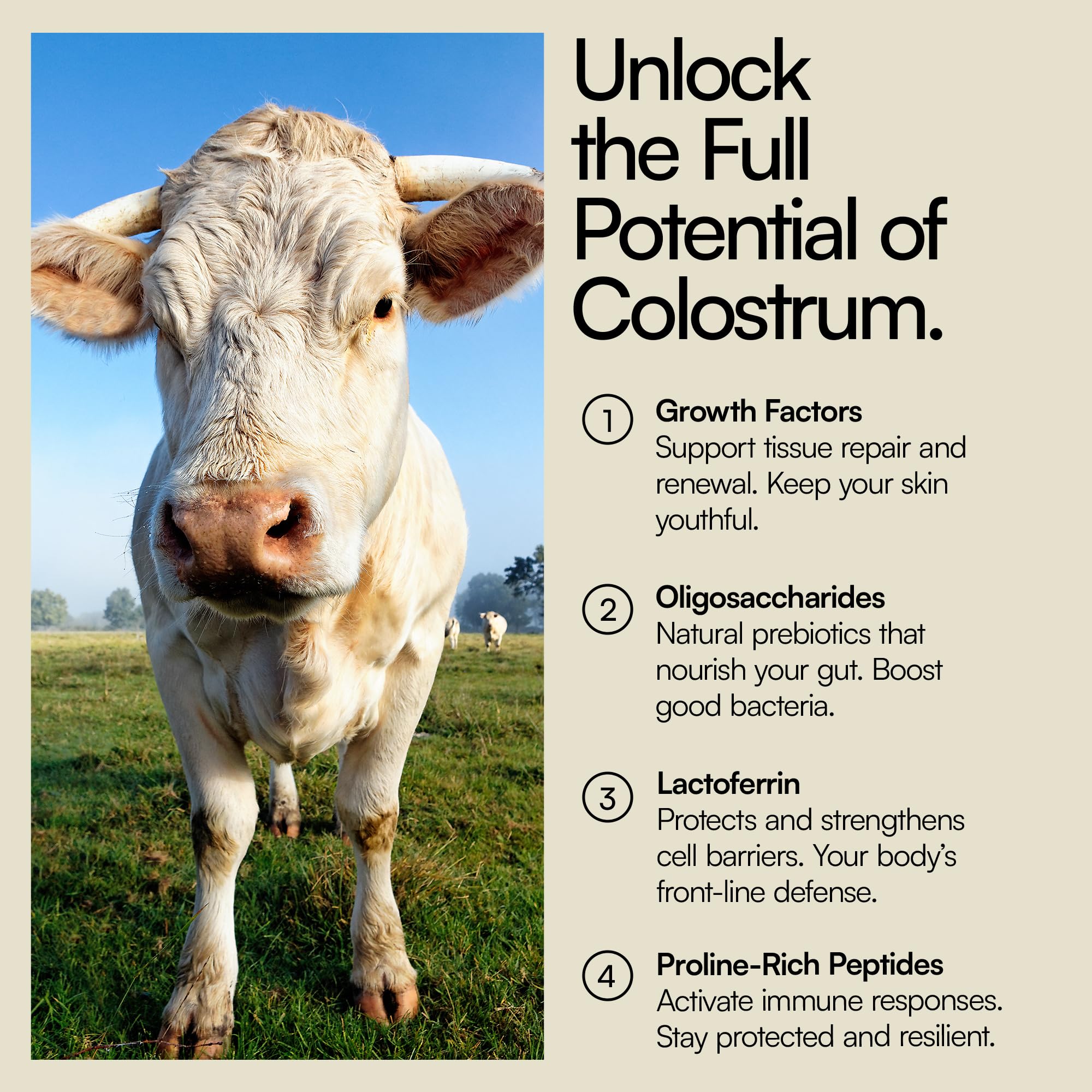 Heylo Premium Colostrum Powder – 100% Pure, Grass-Fed Bovine 40% IgG Supplement, Natural Gut Health Bloating Immunity Skin & Hair, Muscle Recovery, Rich in Immunoglobulins, 60 Servings Heylo Health uk supplements