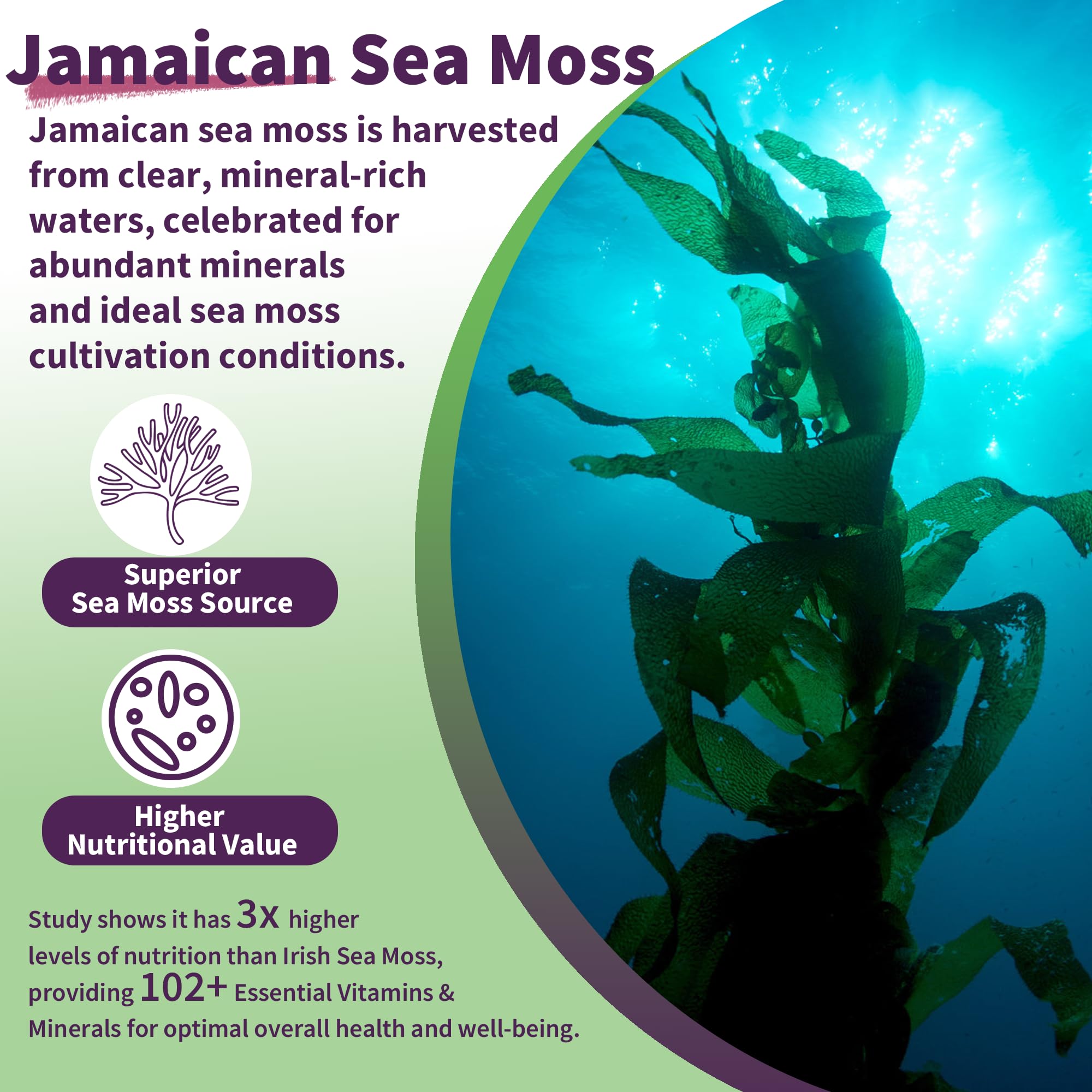 Sea Moss Supplement 5000mg, Sugar Free Sea Moss Gummies, Irish Sea Moss EnvyDeal uk supplements