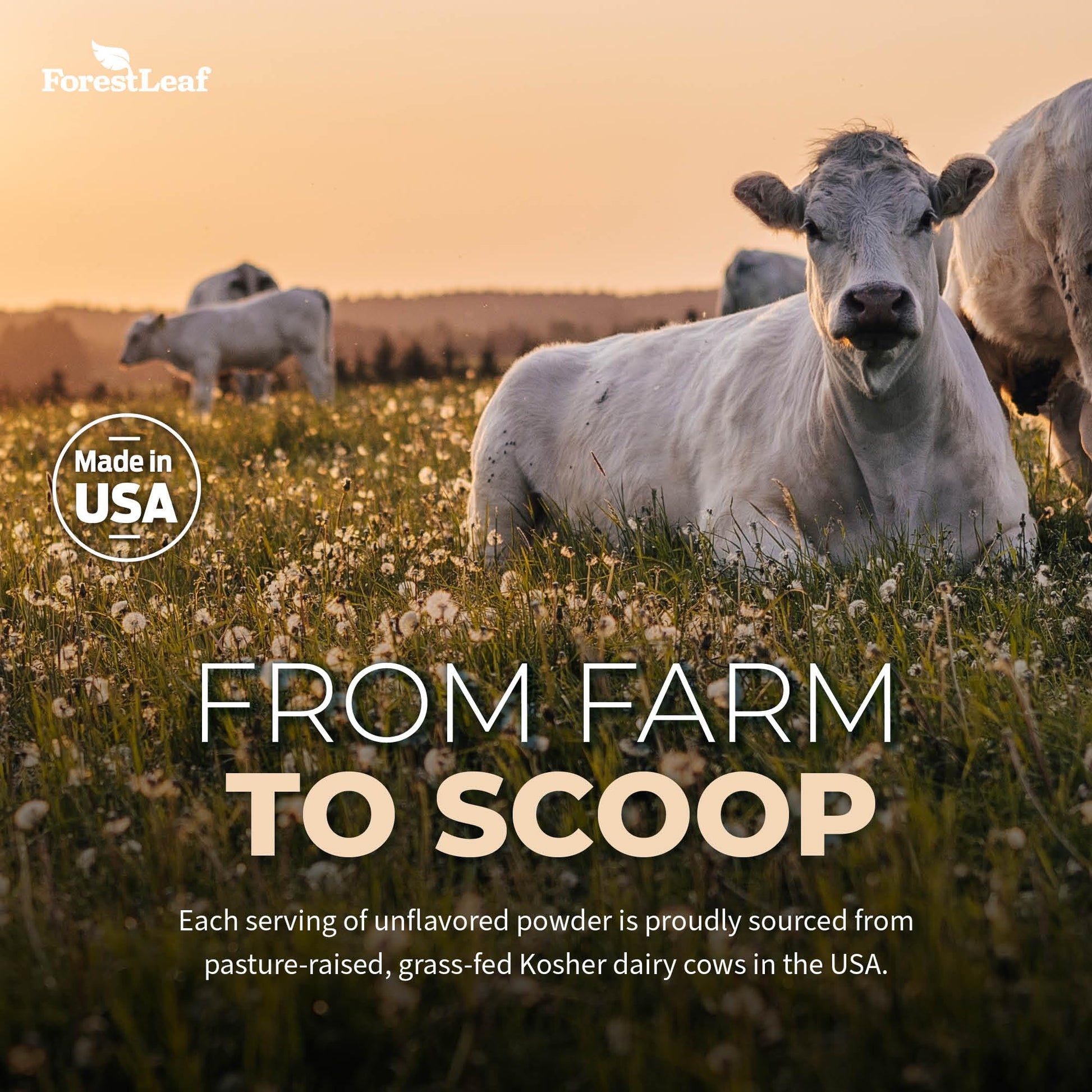 ForestLeaf Colostrum Powder 50% IgG Highest Concentration - Grass Fed Bovine ForestLeaf uk supplements