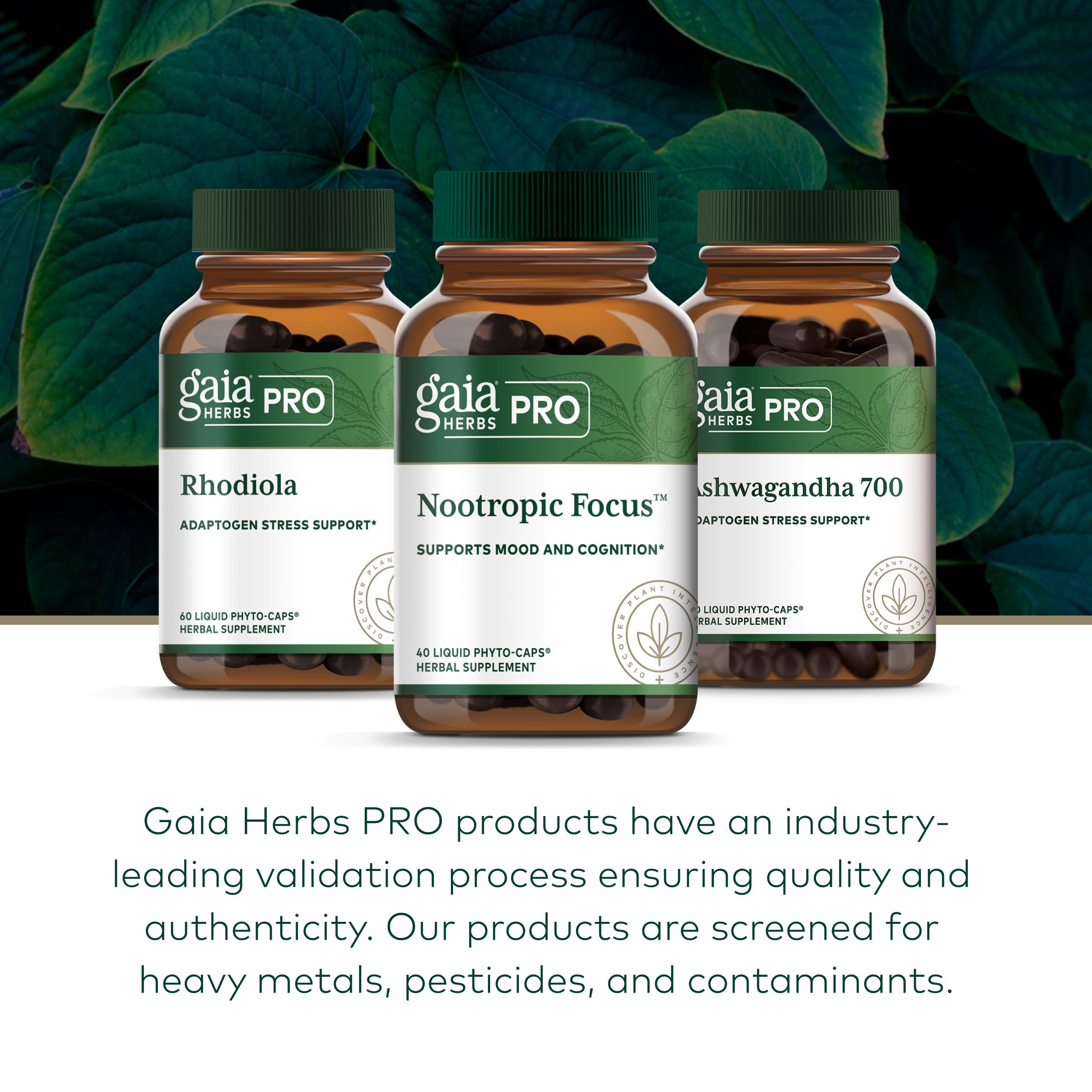 GAIA HERBS PRO Nootropic Focus - Brain Health Support Supplement* - Nootropic Supplement with Saffron, Ginkgo Leaf Extract & Lemon Balm - Vegan, Gluten-Free - 40 Liquid Phyto-Caps (20 Servings) Gaia Herbs PRO uk supplements