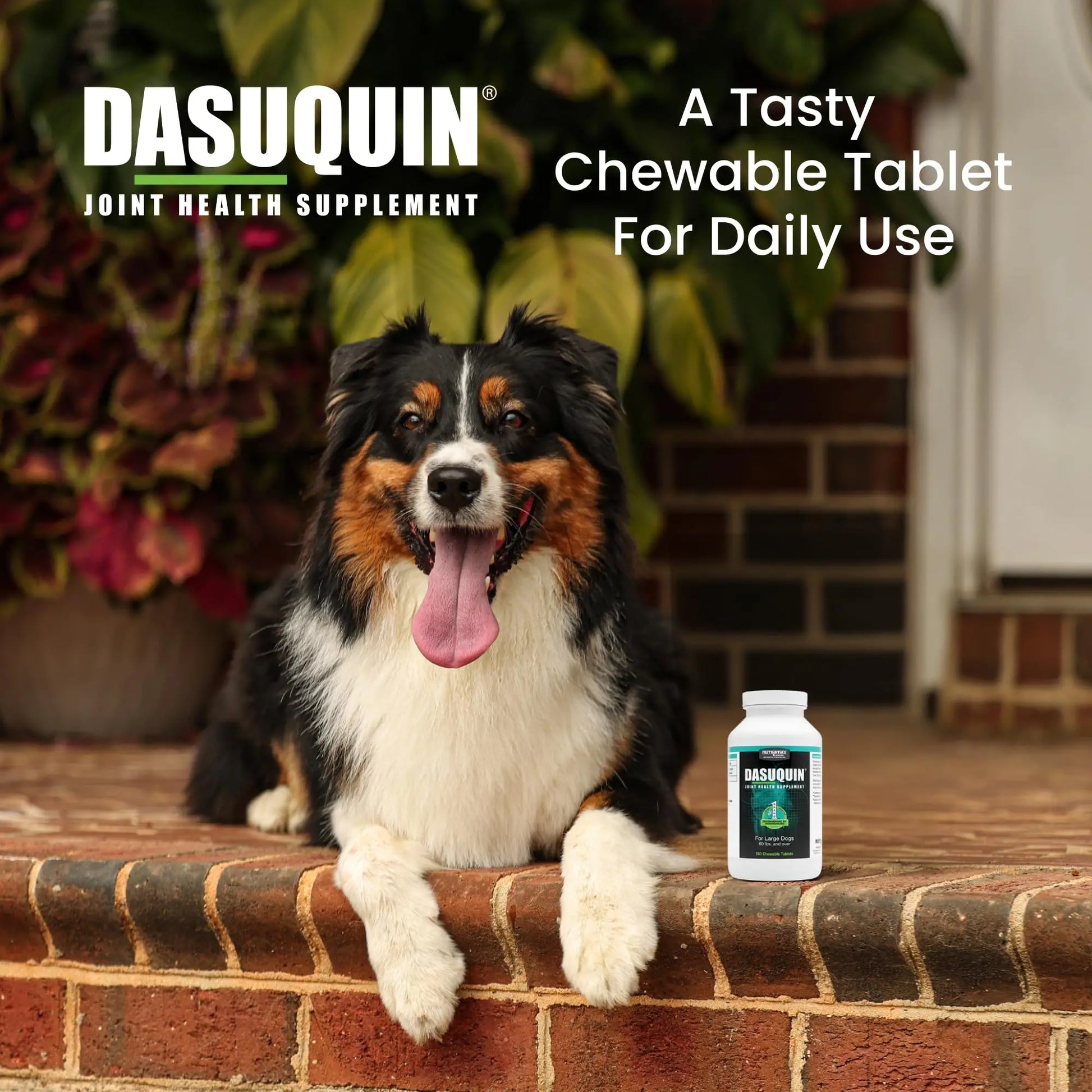 Nutramax Dasuquin for Large Dogs, Joint Health Supplement, Contains Glucosamine for Dogs, Plus Chondroitin, ASU and More, Supports Healthy Joints, Chewable Tablets, 150 Count Nutramax Laboratories uk supplements